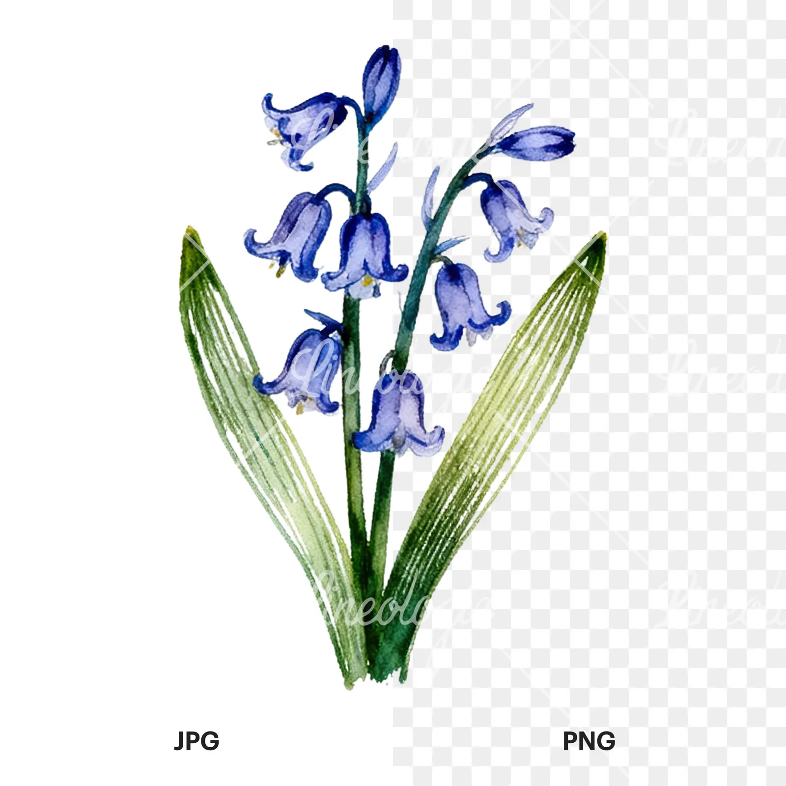 Watercolor bluebell flower bouquet clipart 2 of 9, as a JPG on white and a transparent PNG
