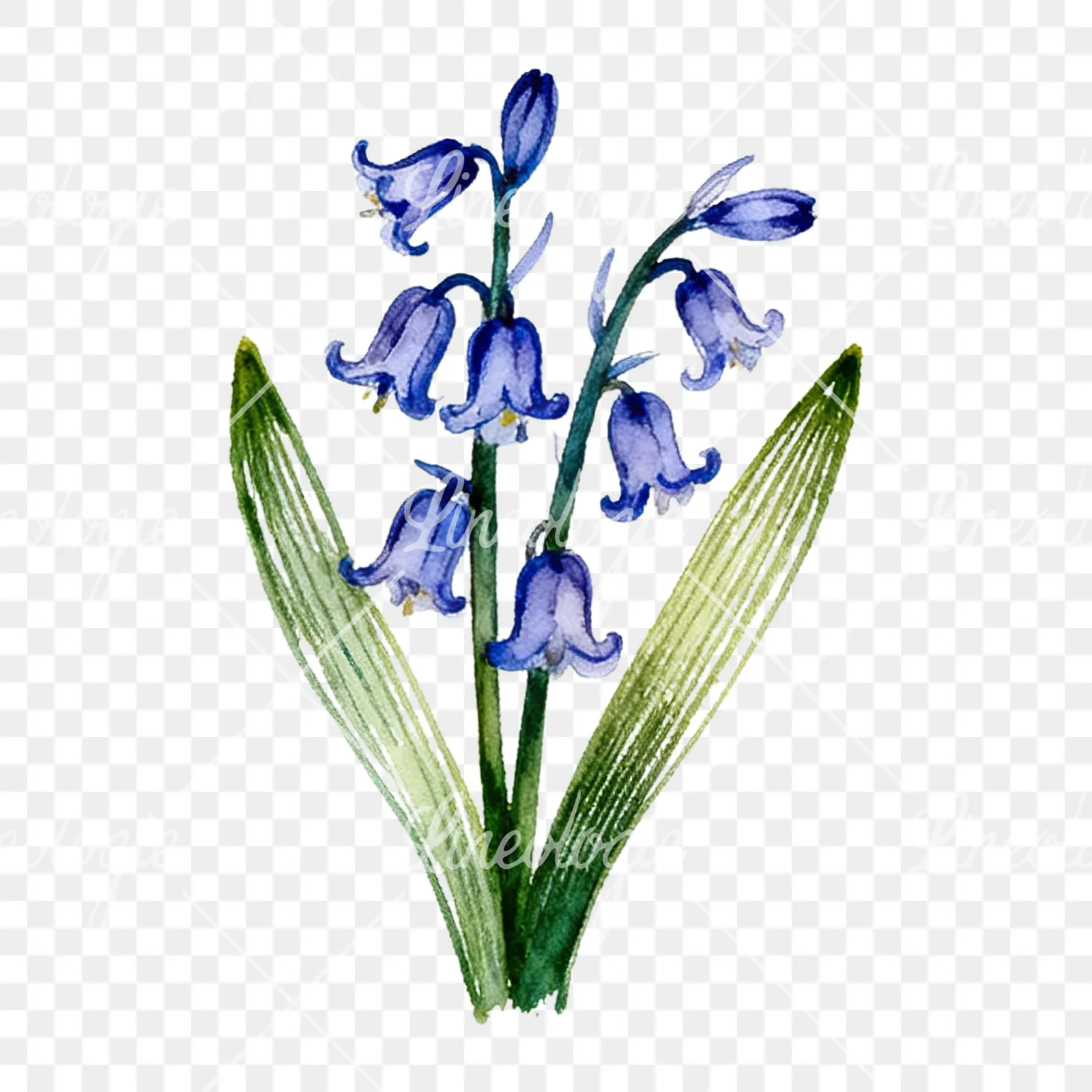 Watercolor bluebell flower bouquet clipart 2 of 9 on a transparent background (PNG)