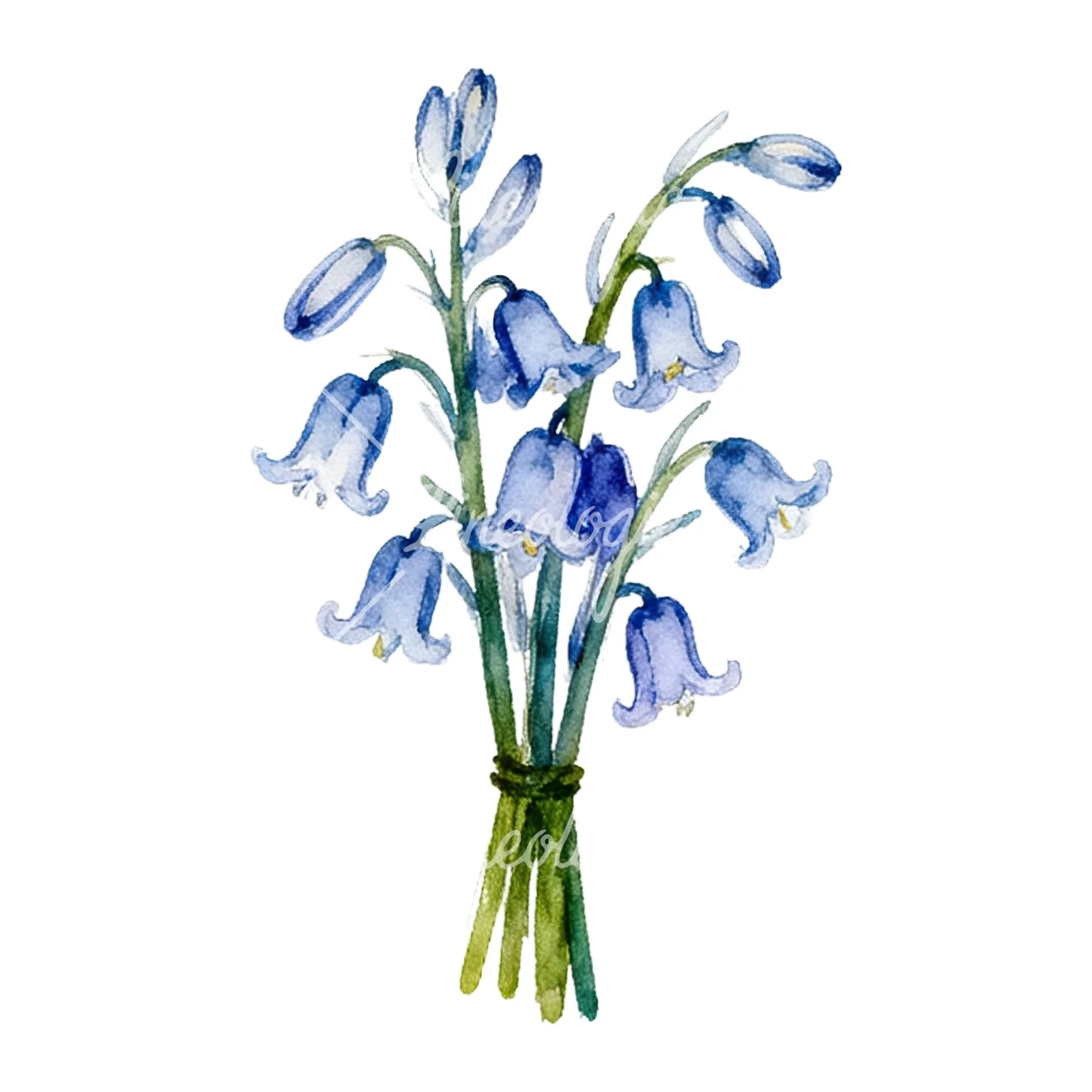 Watercolor bluebell flower bouquet clipart 3 of 9 on a white background (JPG)