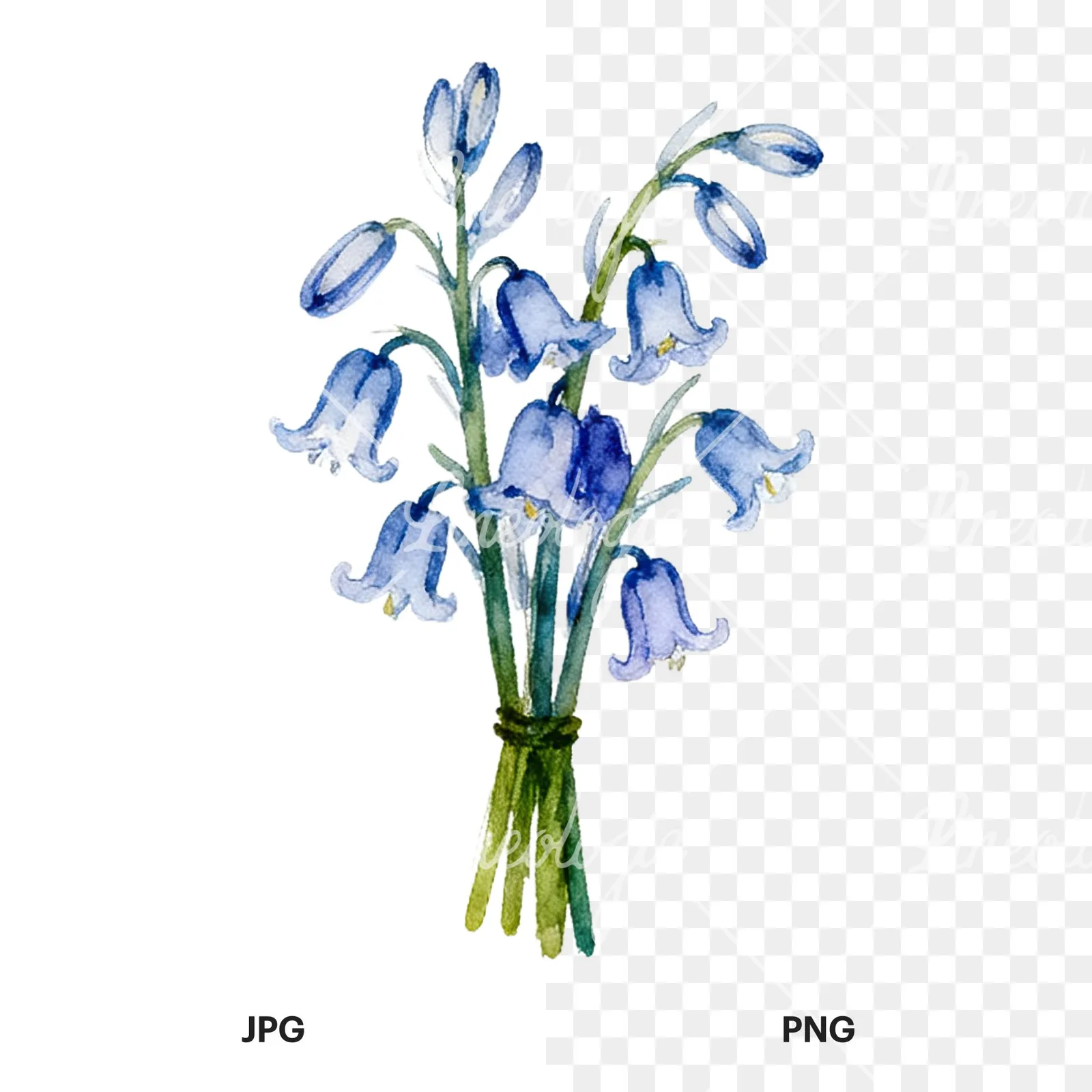Watercolor bluebell flower bouquet clipart 3 of 9, as a JPG on white and a transparent PNG