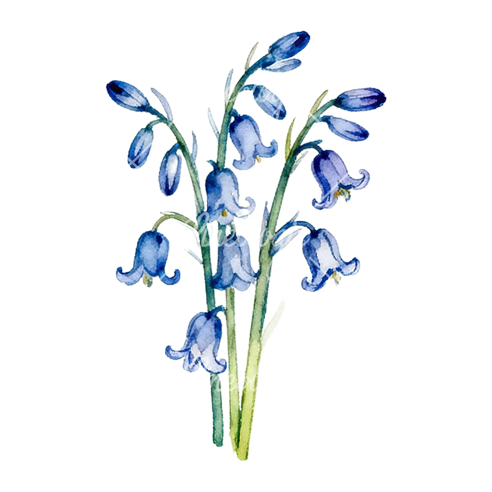 Watercolor bluebell flower bouquet clipart 4 of 9 on a white background (JPG)