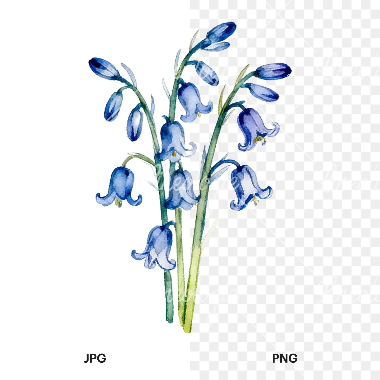Watercolor bluebell flower bouquet clipart 4 of 9, as a JPG on white and a transparent PNG