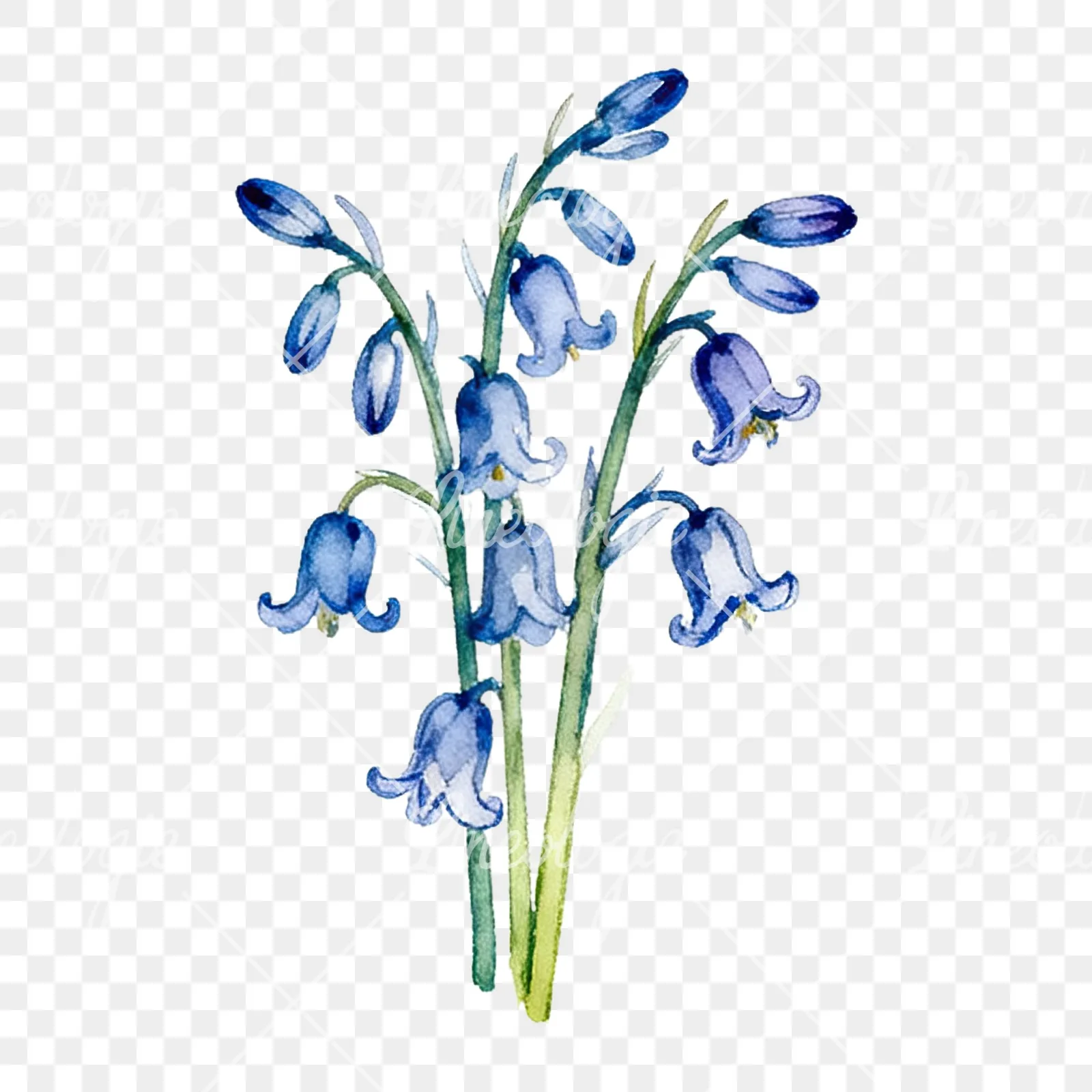 Watercolor bluebell flower bouquet clipart 4 of 9 on a transparent background (PNG)