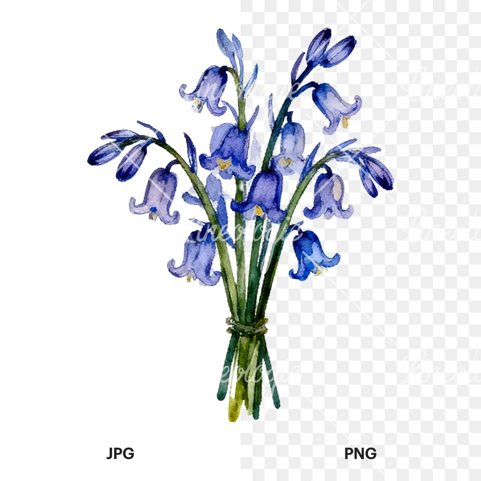 Watercolor bluebell flower bouquet clipart 5 of 9, as a JPG on white and a transparent PNG