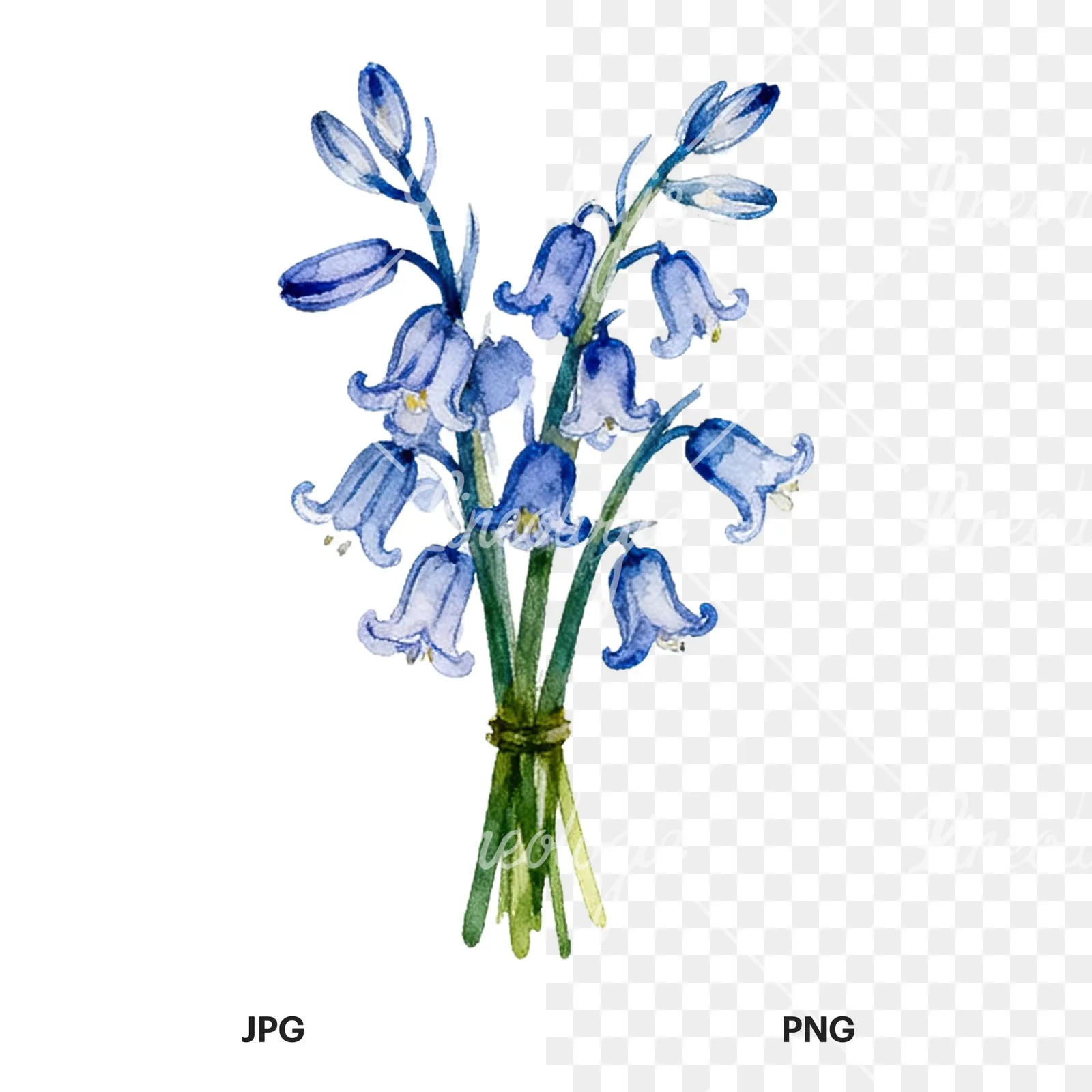 Watercolor bluebell flower bouquet clipart 6 of 9, as a JPG on white and a transparent PNG