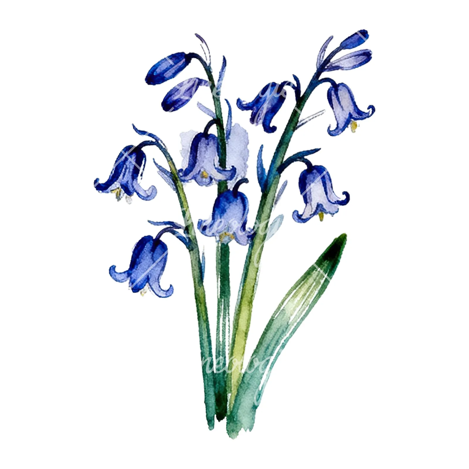 Watercolor bluebell flower bouquet clipart 7 of 9 on a white background (JPG)