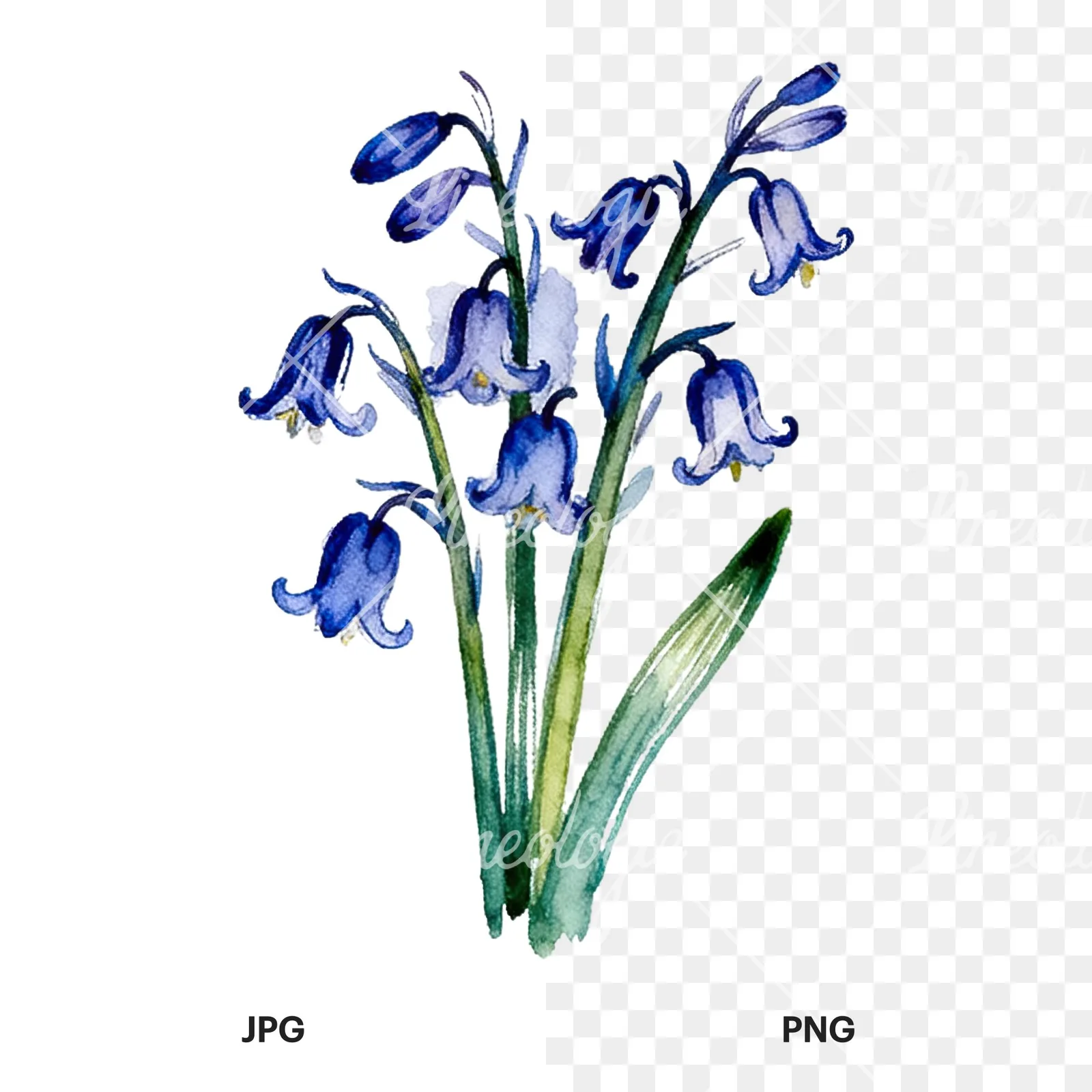 Watercolor bluebell flower bouquet clipart 7 of 9, as a JPG on white and a transparent PNG