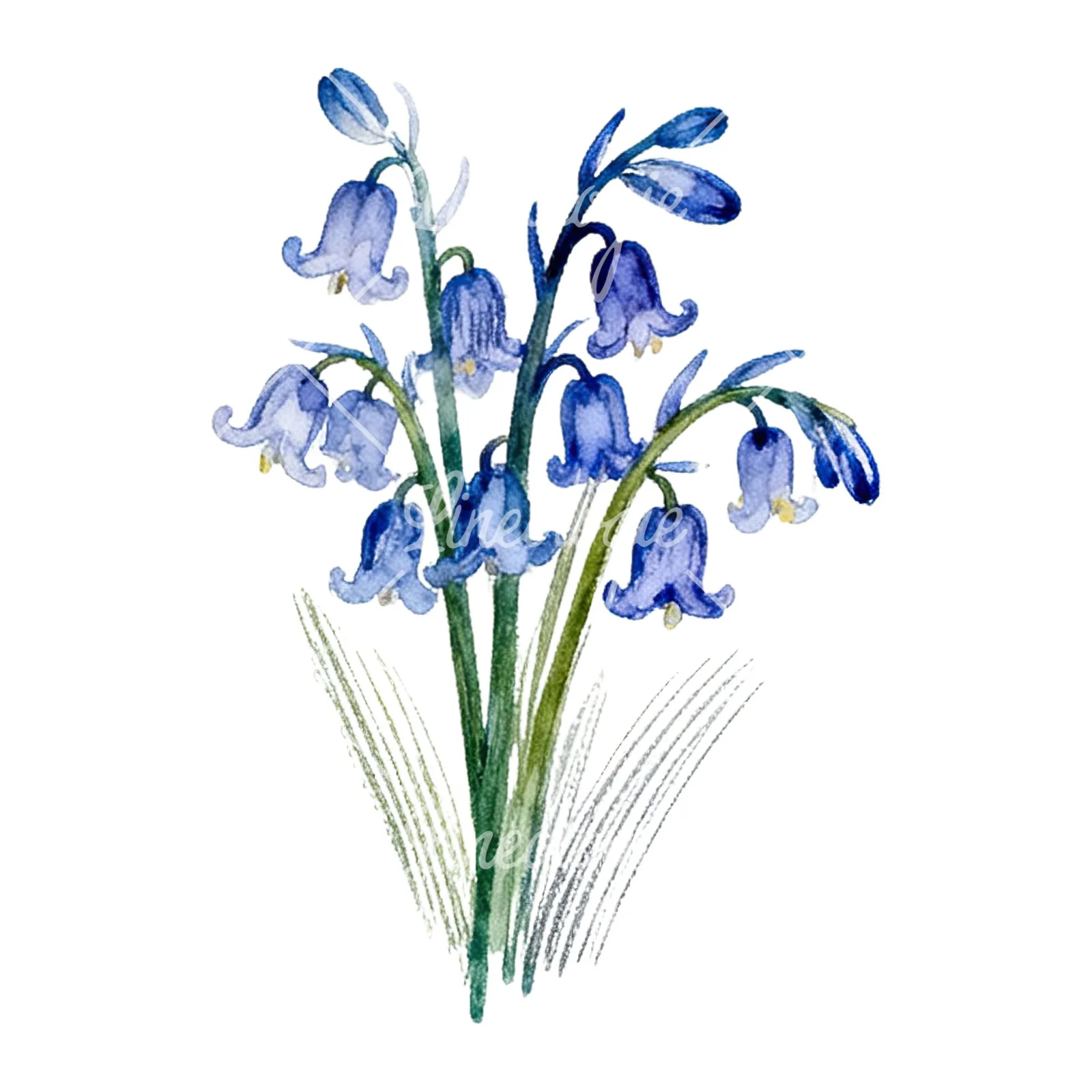 Watercolor bluebell flower bouquet clipart 8 of 9 on a white background (JPG)