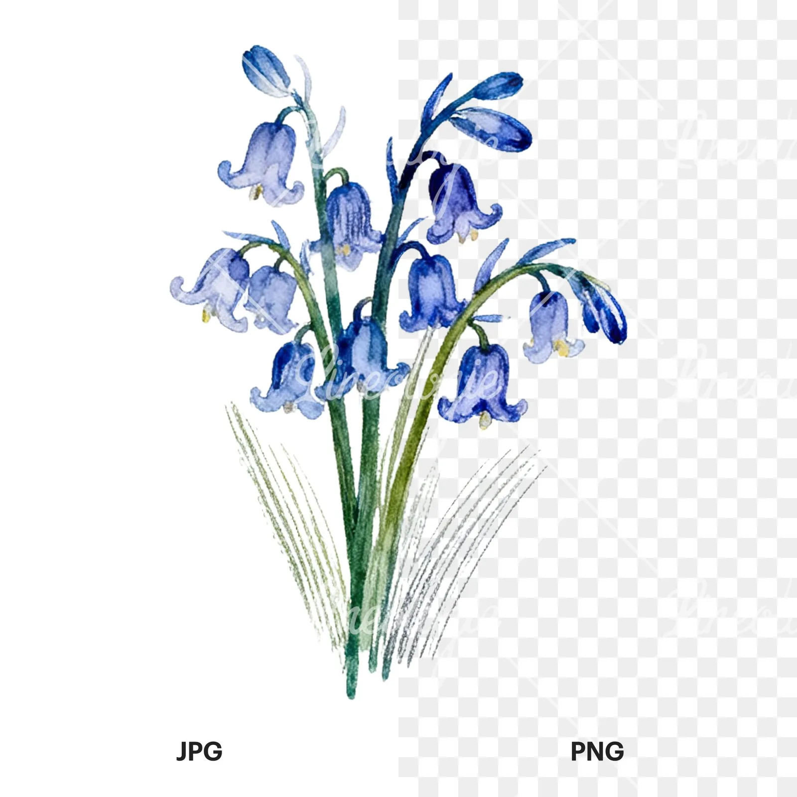 Watercolor bluebell flower bouquet clipart 8 of 9, as a JPG on white and a transparent PNG