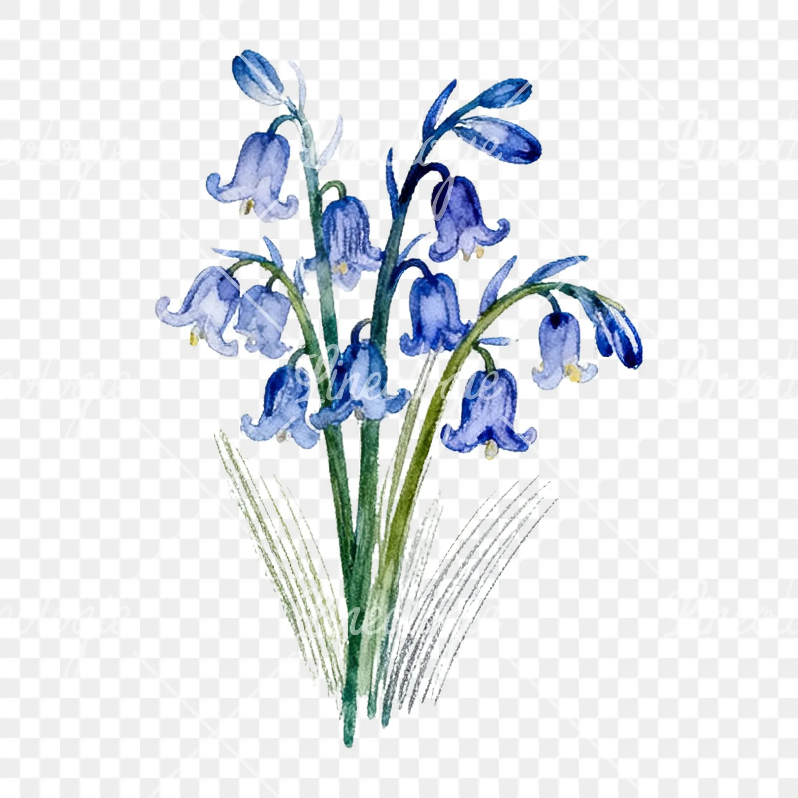 Watercolor bluebell flower bouquet clipart 8 of 9 on a transparent background (PNG)