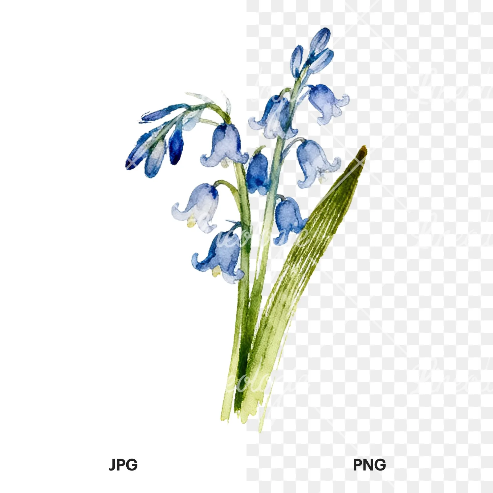 Watercolor bluebell flower bouquet clipart 9 of 9, as a JPG on white and a transparent PNG