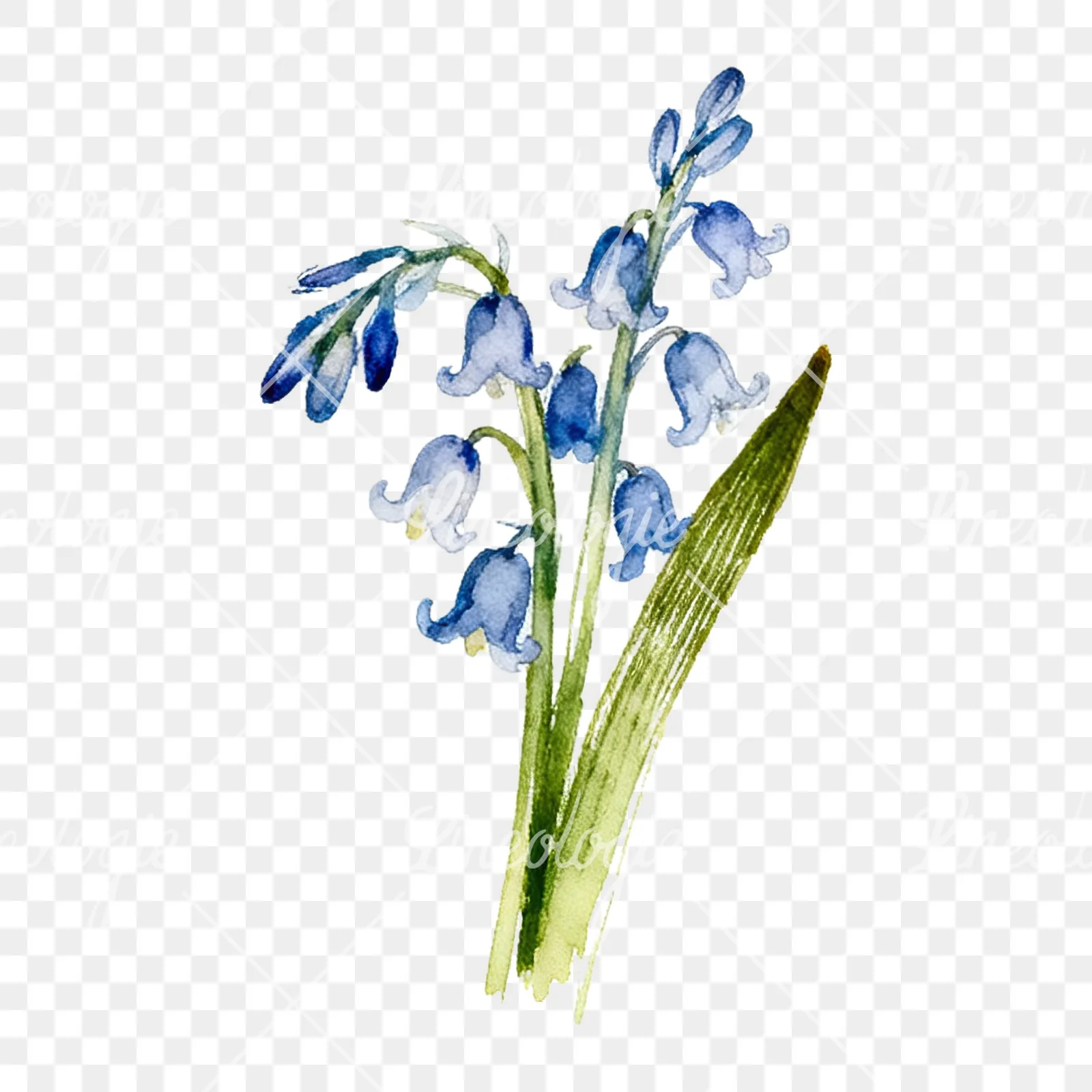 Watercolor bluebell flower bouquet clipart 9 of 9 on a transparent background (PNG)
