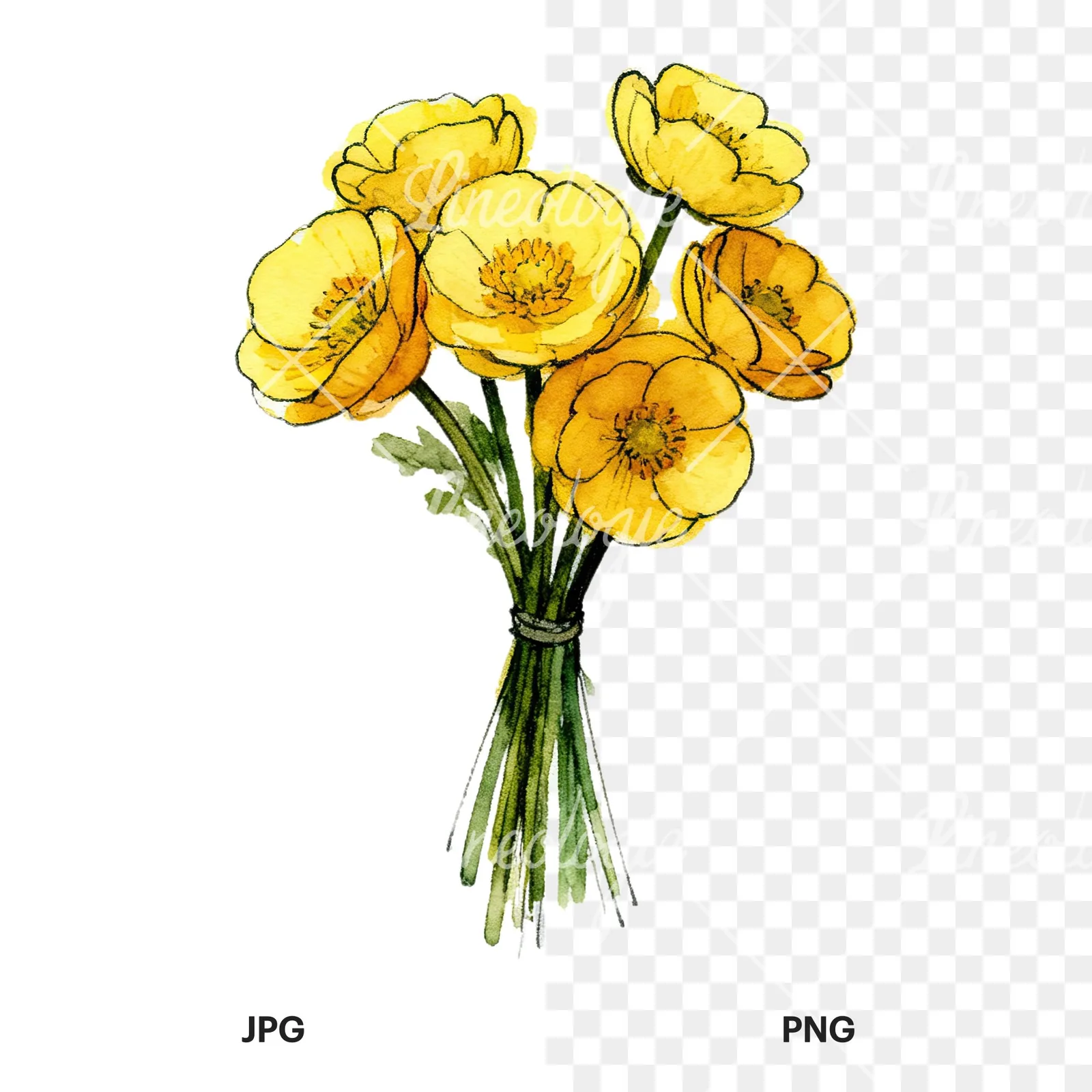 Watercolor buttercup bouquet with buds clipart 2 of 9, as a JPG on white and a transparent PNG