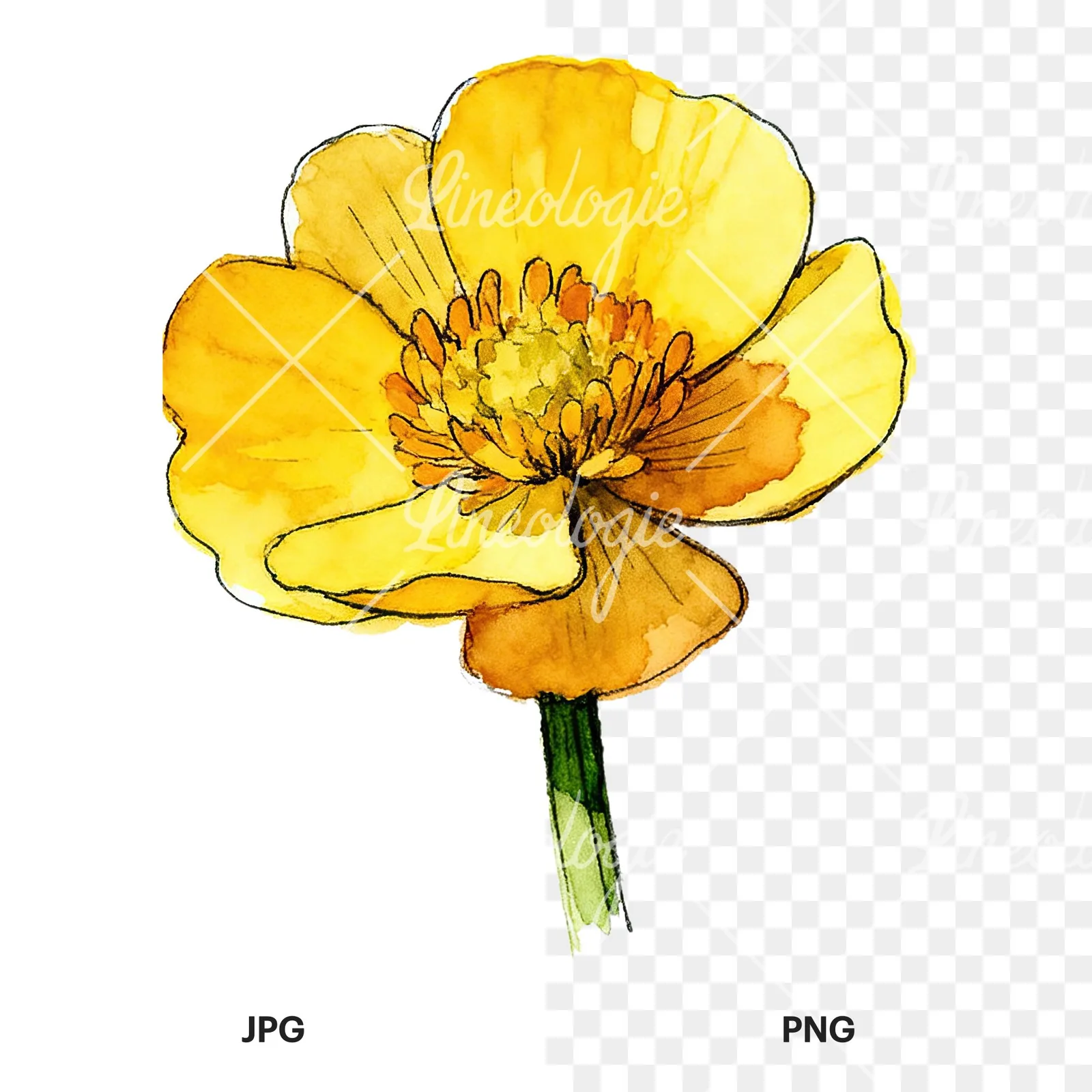 Watercolor yellow and orange buttercup clipart 1 of 9, as a JPG on white and a transparent PNG