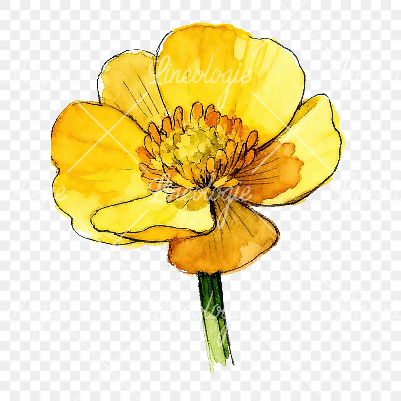 Watercolor yellow and orange buttercup clipart 1 of 9 on a transparent background (PNG)