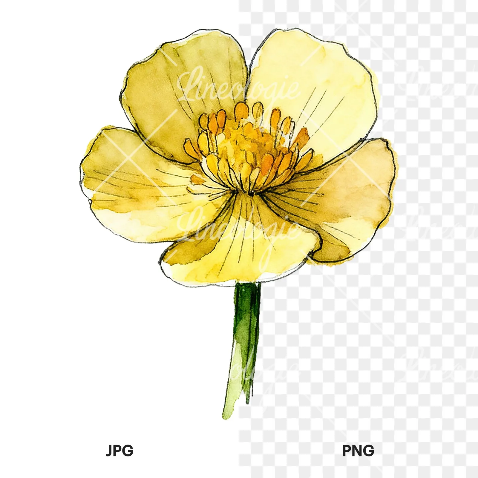 Watercolor yellow and orange buttercup clipart 2 of 9, as a JPG on white and a transparent PNG