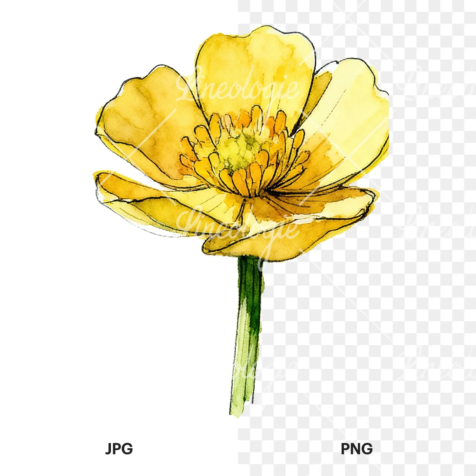 Watercolor yellow and orange buttercup clipart 3 of 9, as a JPG on white and a transparent PNG