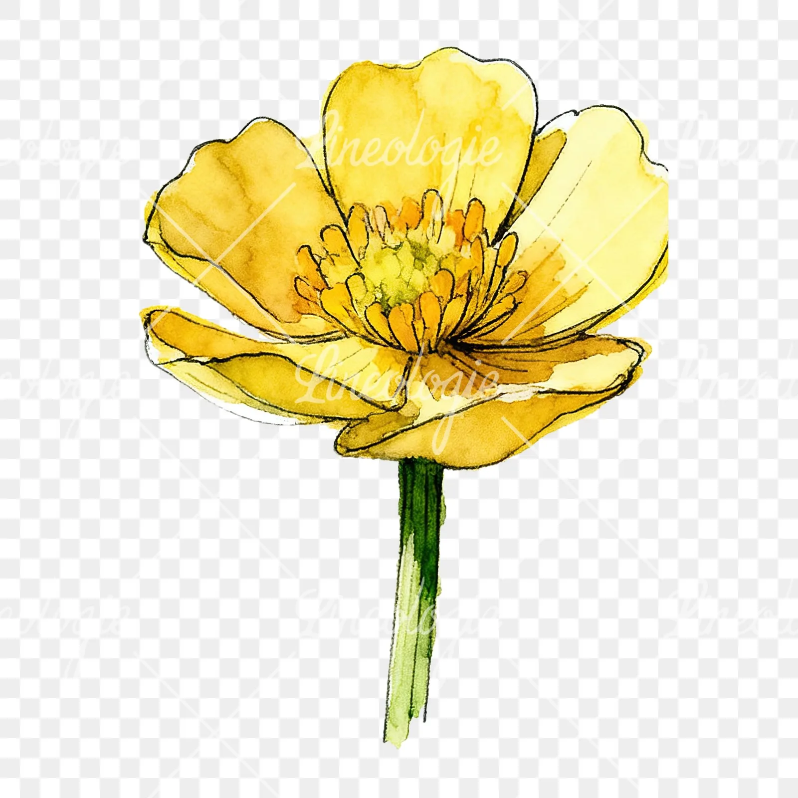 Watercolor yellow and orange buttercup clipart 3 of 9 on a transparent background (PNG)