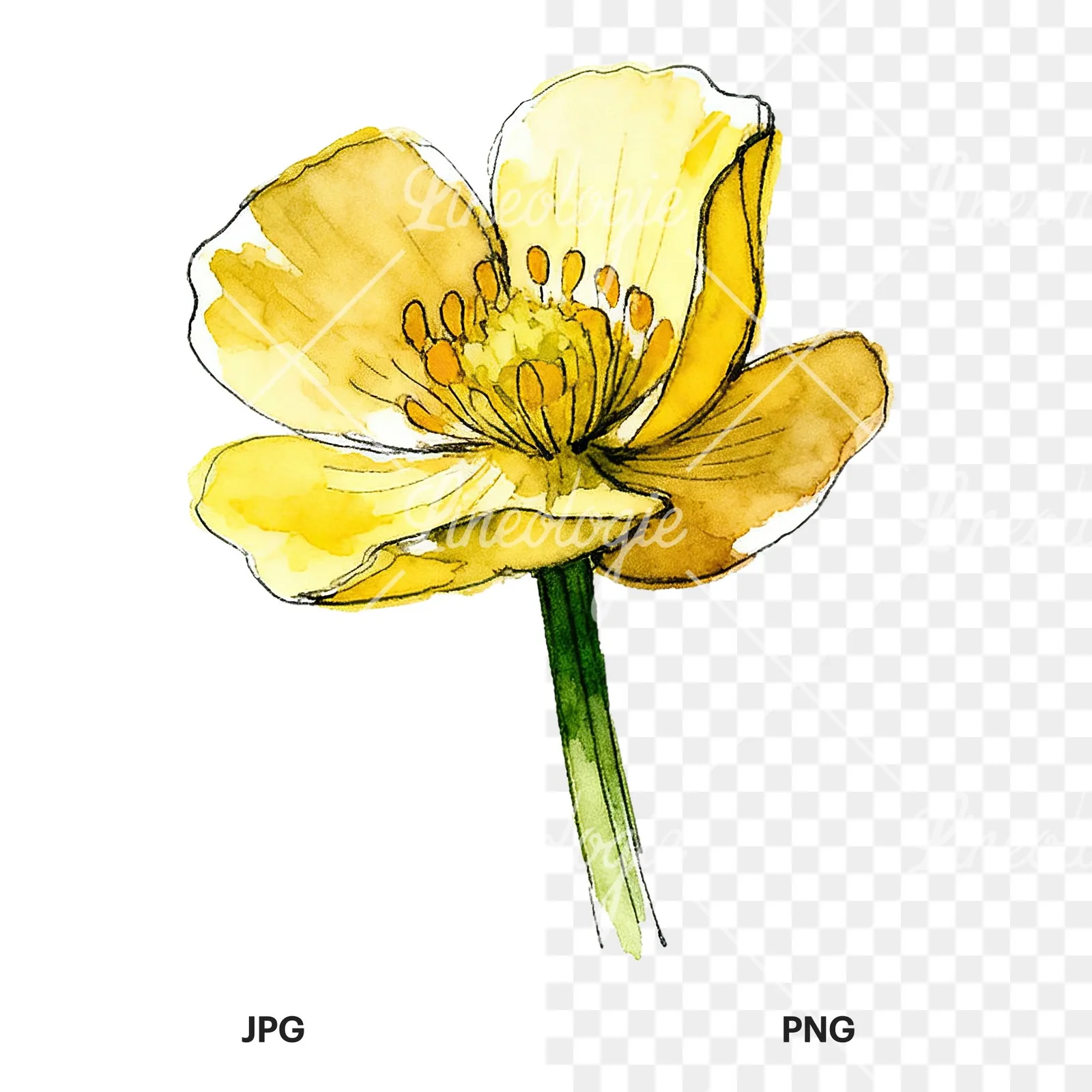 Watercolor yellow and orange buttercup clipart 4 of 9, as a JPG on white and a transparent PNG