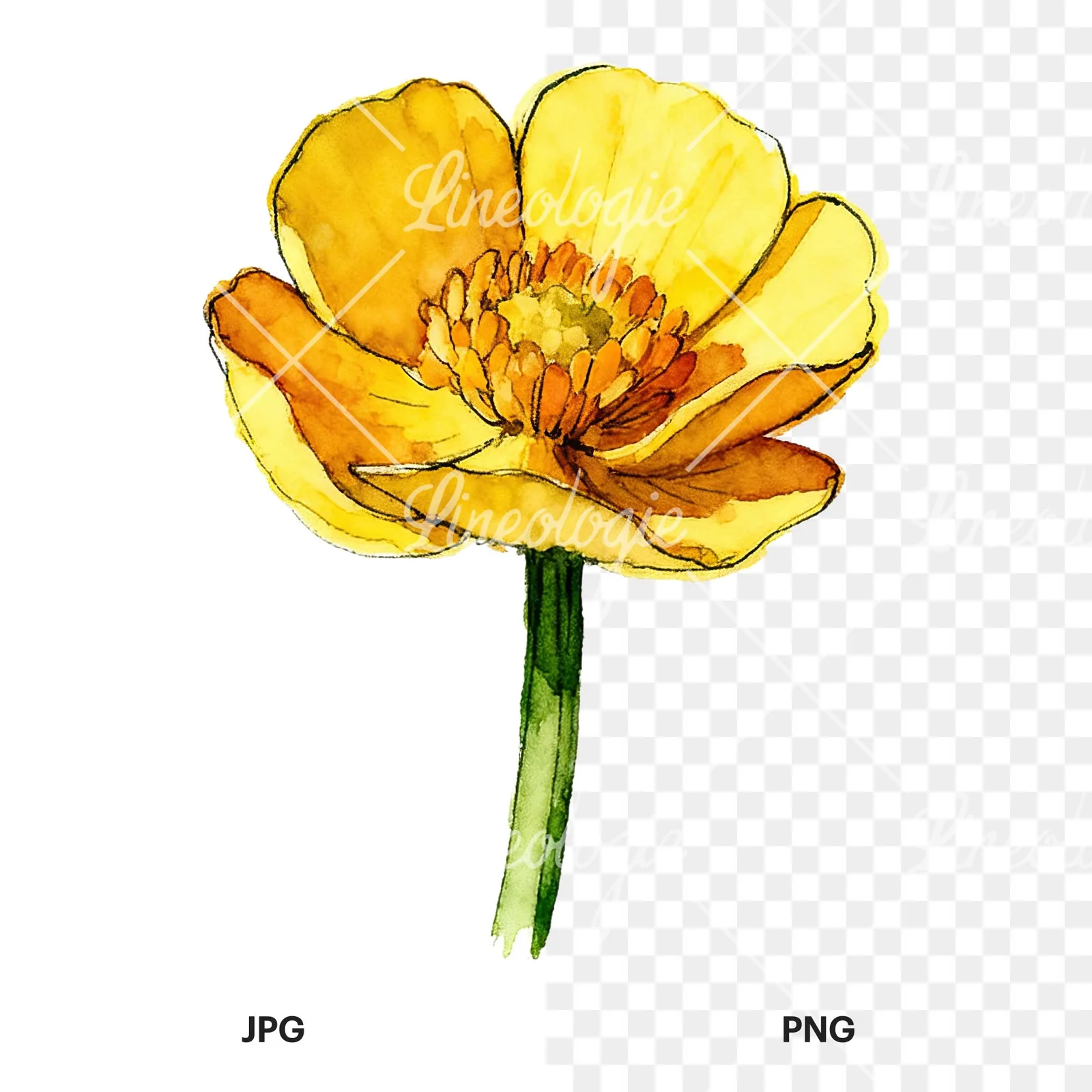 Watercolor yellow and orange buttercup clipart 5 of 9, as a JPG on white and a transparent PNG