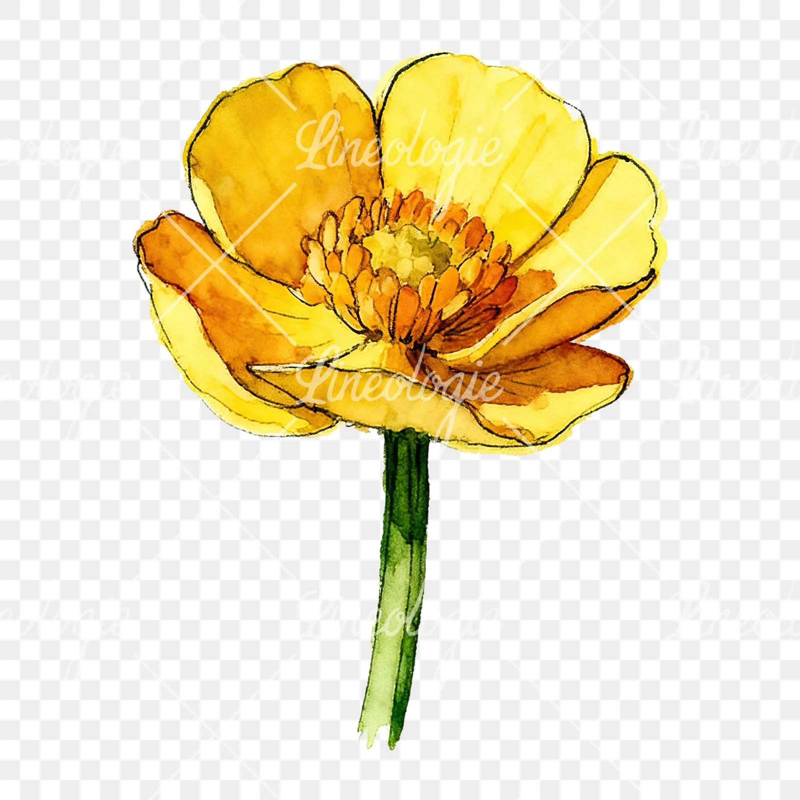 Watercolor yellow and orange buttercup clipart 5 of 9 on a transparent background (PNG)
