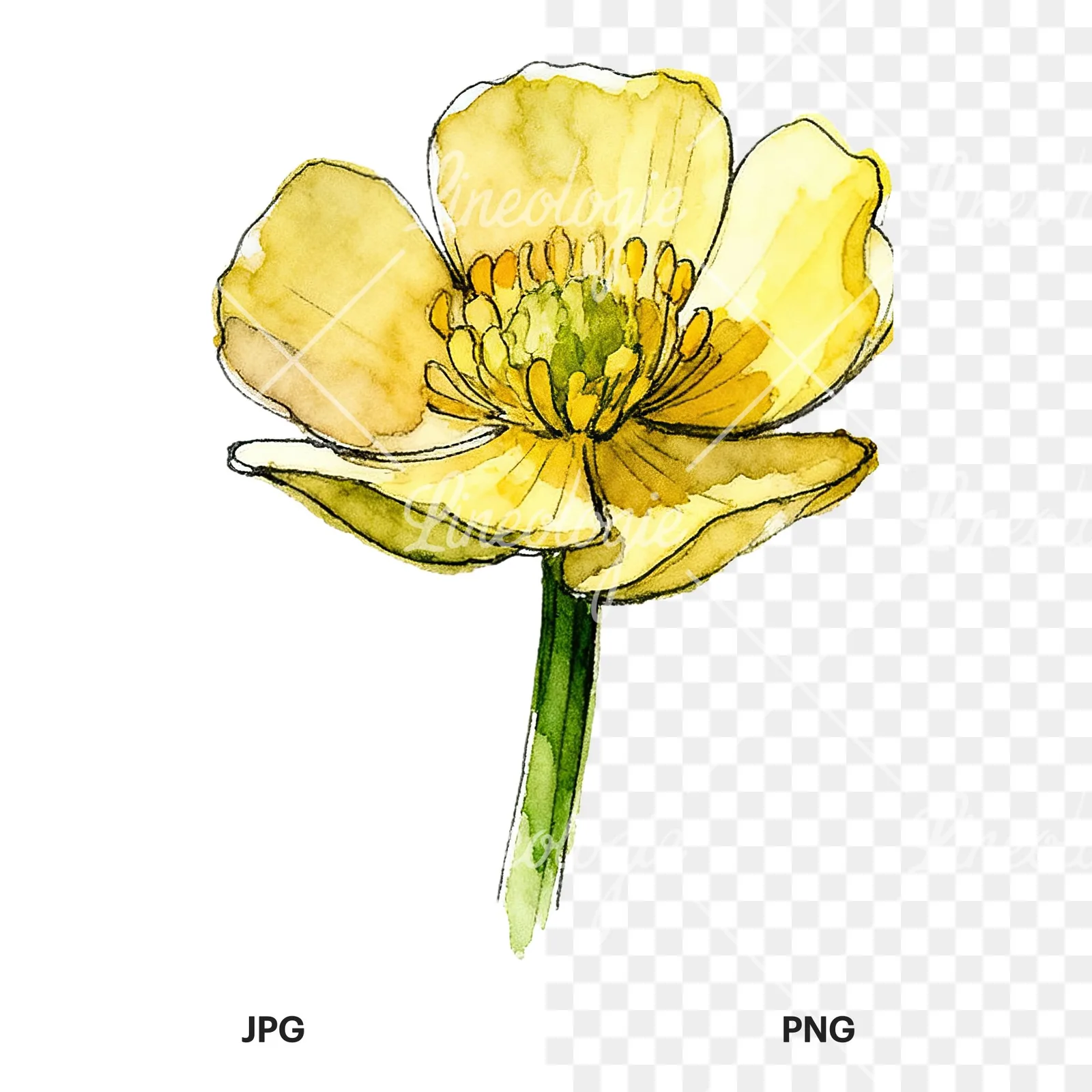Watercolor yellow and orange buttercup clipart 6 of 9, as a JPG on white and a transparent PNG