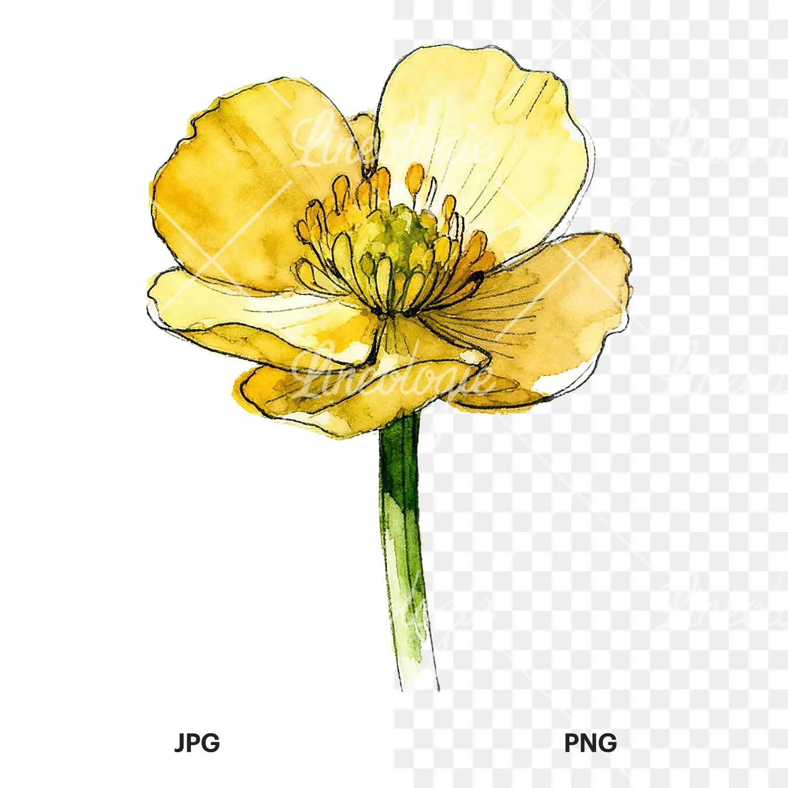 Watercolor yellow and orange buttercup clipart 7 of 9, as a JPG on white and a transparent PNG