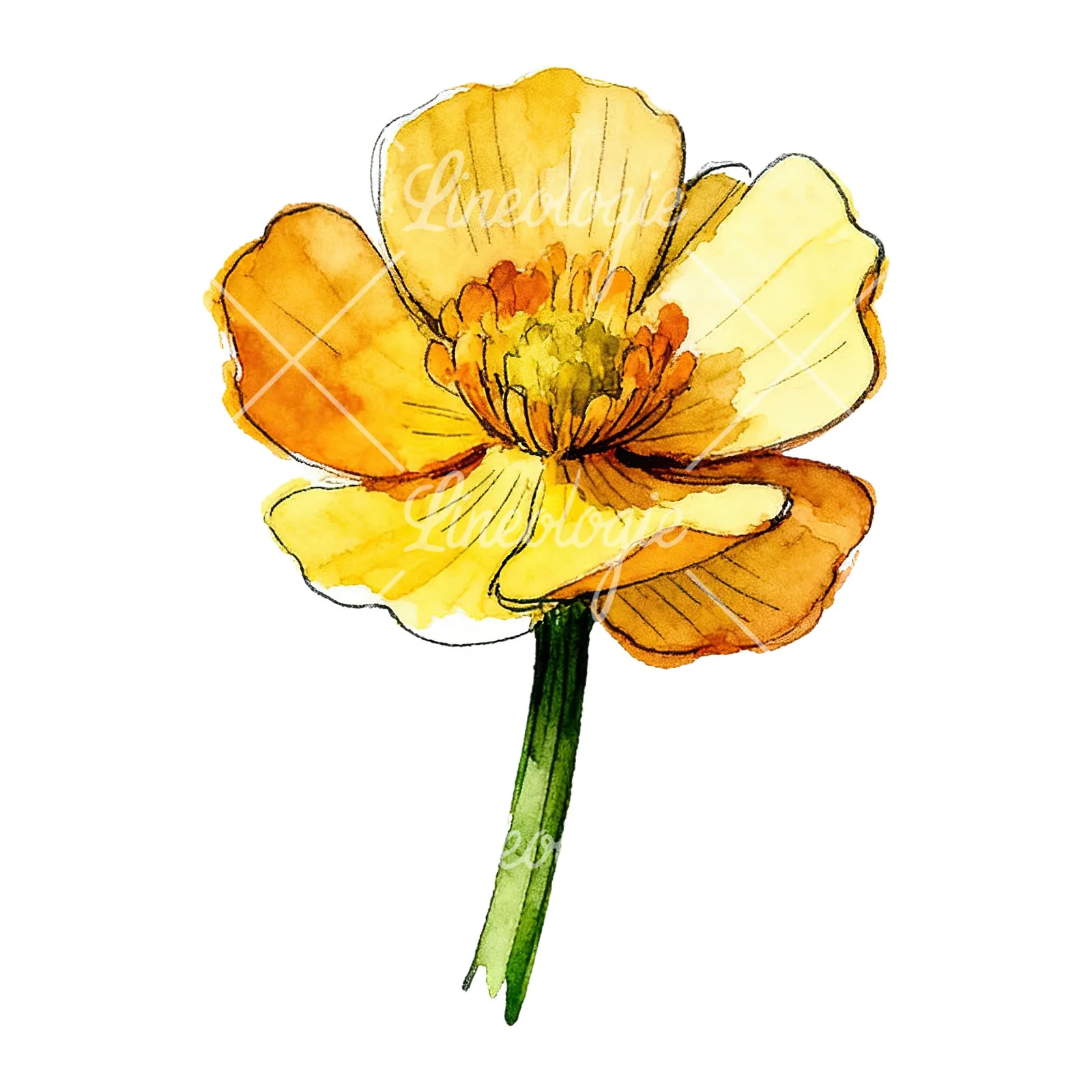 Watercolor yellow and orange buttercup clipart 8 of 9 on a white background (JPG)