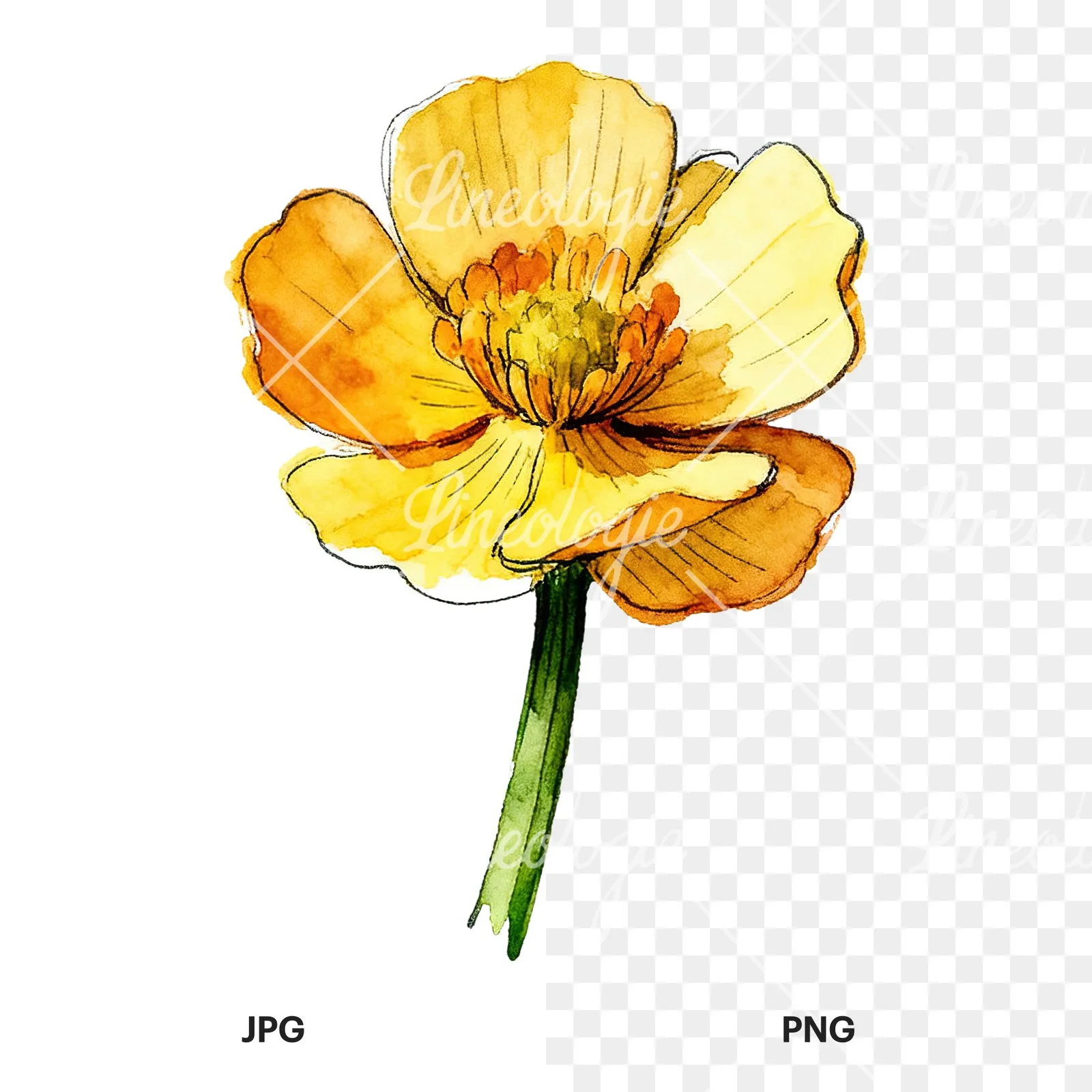 Watercolor yellow and orange buttercup clipart 8 of 9, as a JPG on white and a transparent PNG