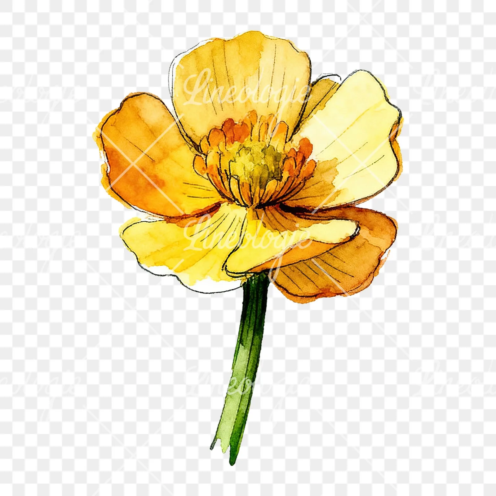 Watercolor yellow and orange buttercup clipart 8 of 9 on a transparent background (PNG)