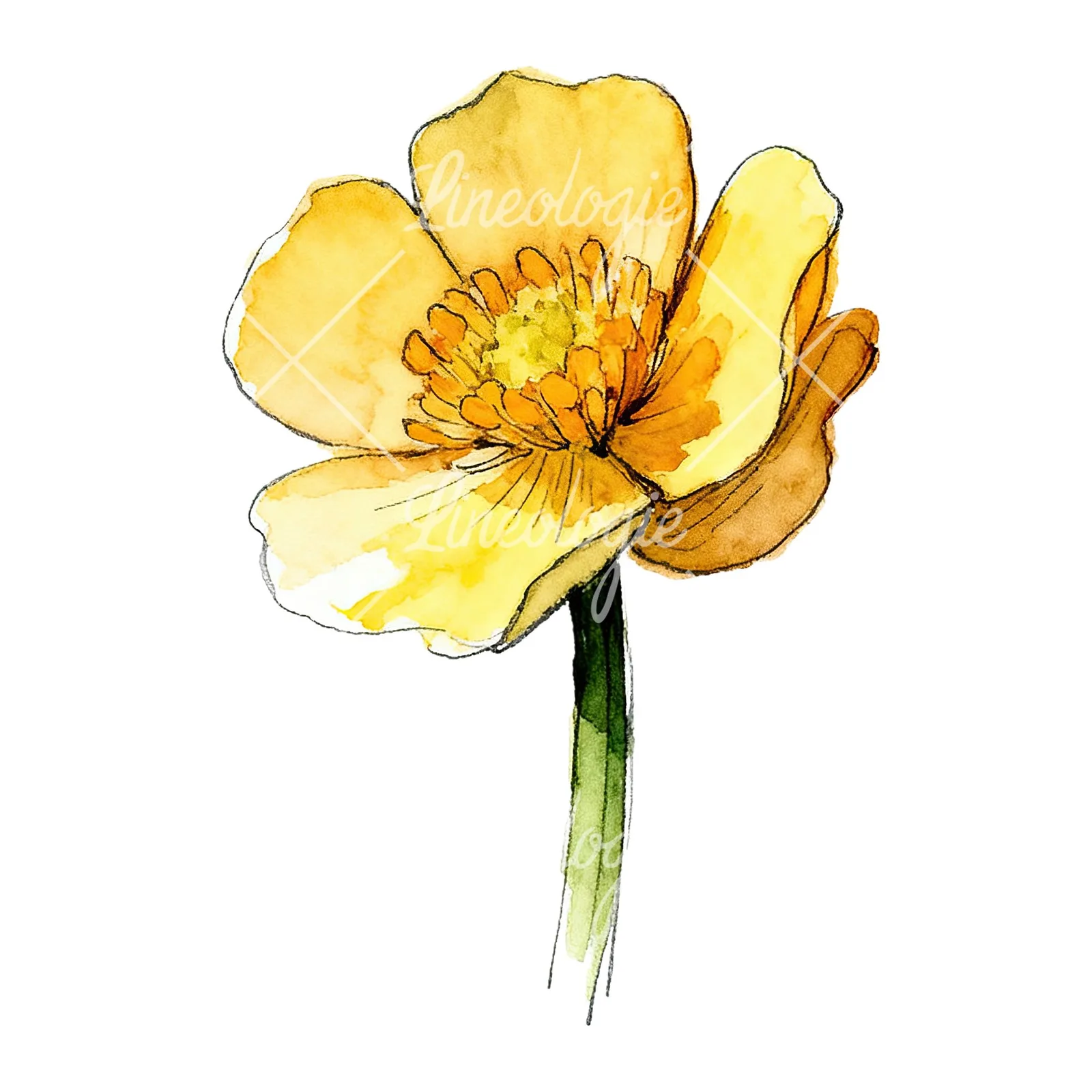 Watercolor yellow and orange buttercup clipart 9 of 9 on a white background (JPG)