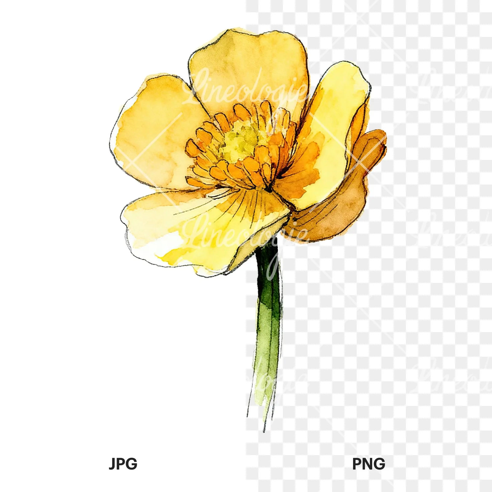 Watercolor yellow and orange buttercup clipart 9 of 9, as a JPG on white and a transparent PNG