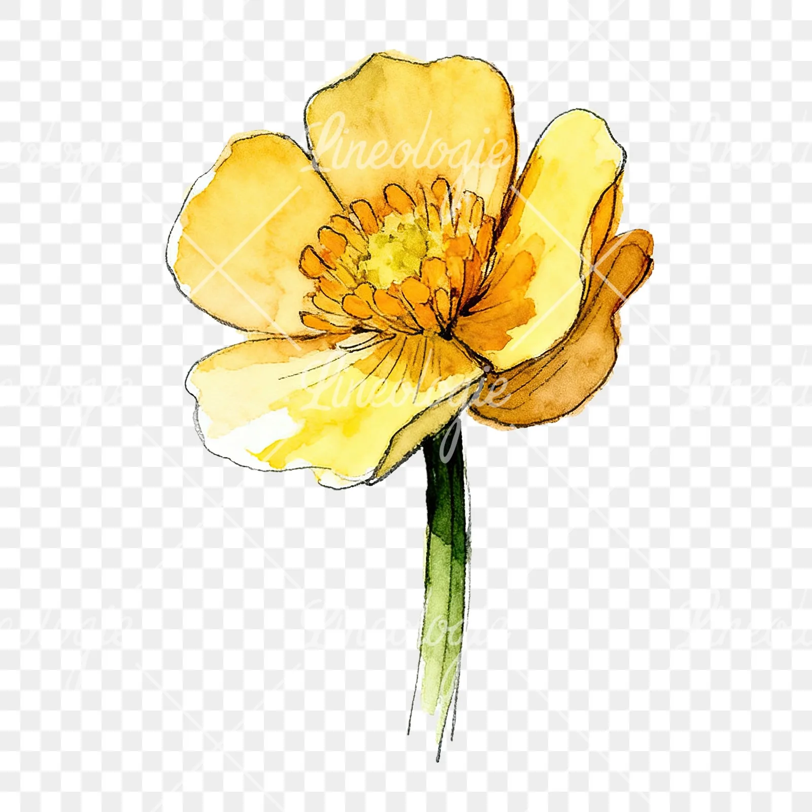 Watercolor yellow and orange buttercup clipart 9 of 9 on a transparent background (PNG)