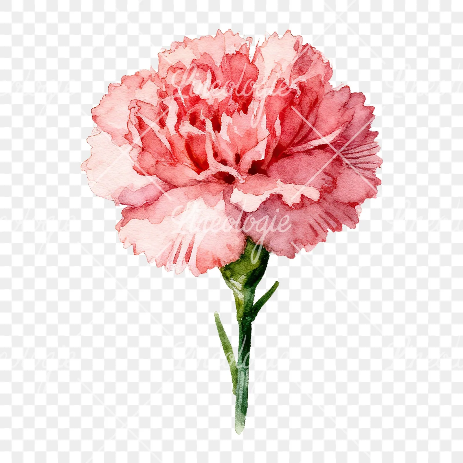 Watercolor carnation flower clipart 1 of 9 on a transparent background (PNG)