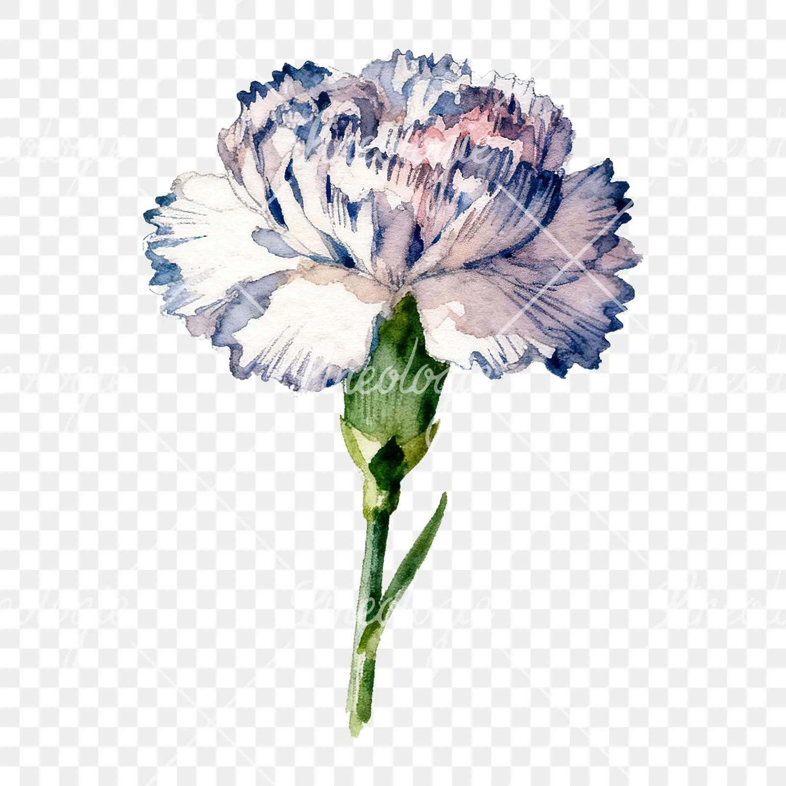 Watercolor carnation flower clipart 2 of 9 on a transparent background (PNG)