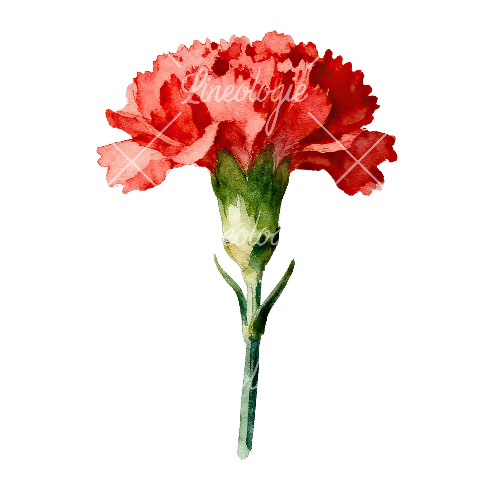 Watercolor carnation flower clipart 3 of 9 on a white background (JPG)