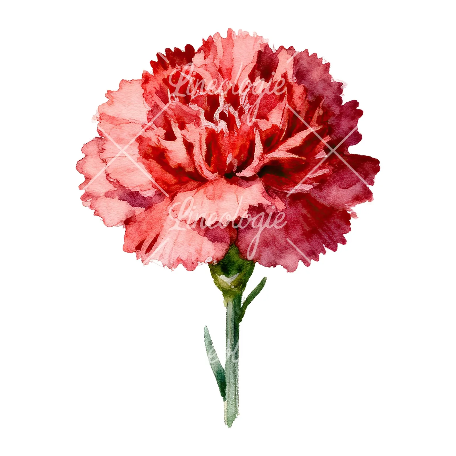 Watercolor carnation flower clipart 5 of 9 on a white background (JPG)