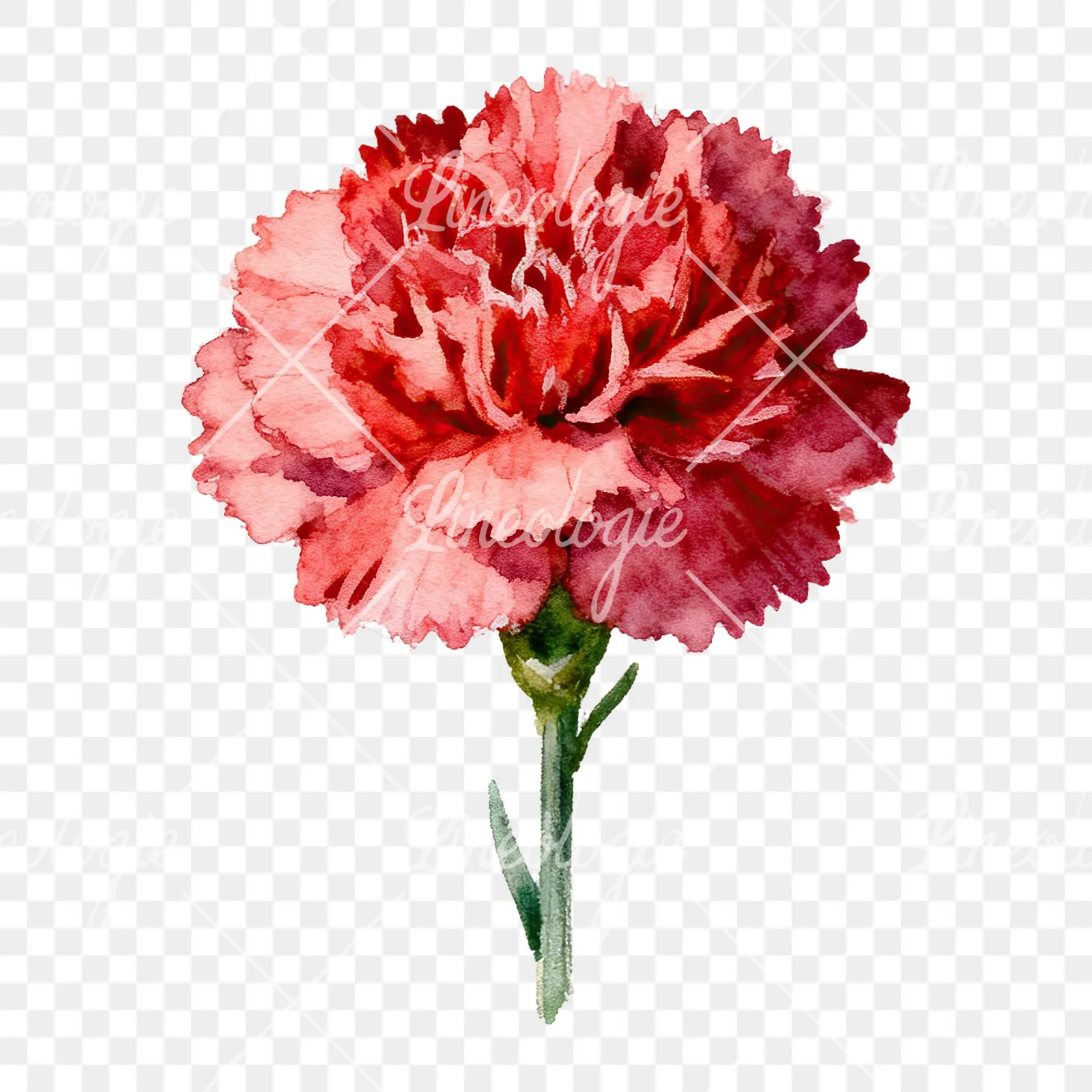 Watercolor carnation flower clipart 5 of 9 on a transparent background (PNG)