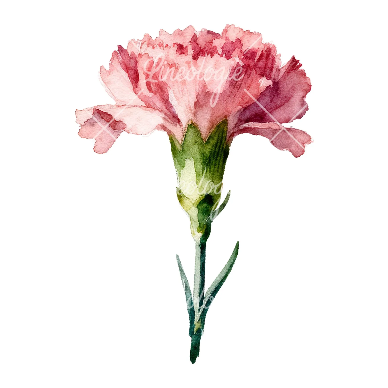 Watercolor carnation flower clipart 6 of 9 on a white background (JPG)
