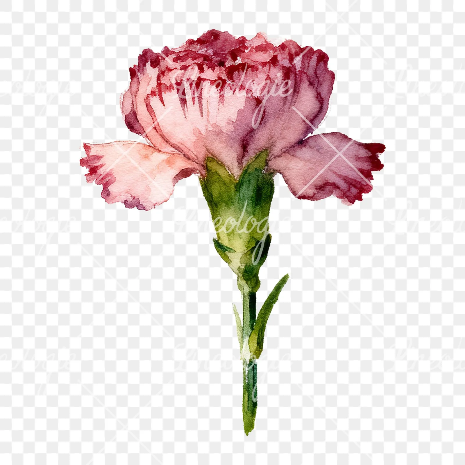Watercolor carnation flower clipart 7 of 9 on a transparent background (PNG)