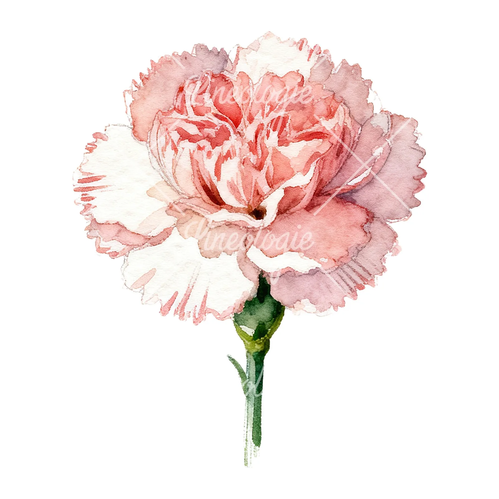 Watercolor carnation flower clipart 8 of 9 on a white background (JPG)