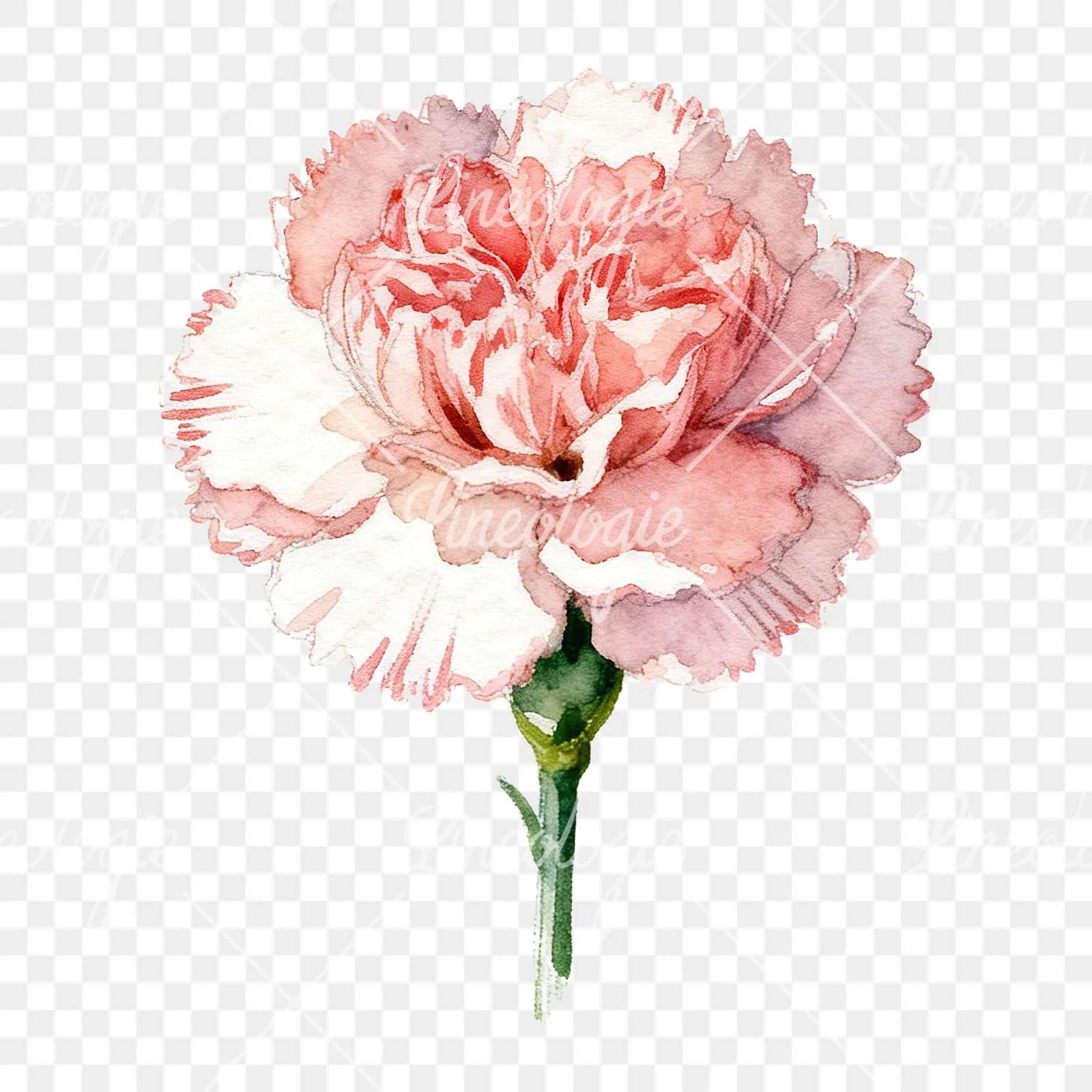 Watercolor carnation flower clipart 8 of 9 on a transparent background (PNG)