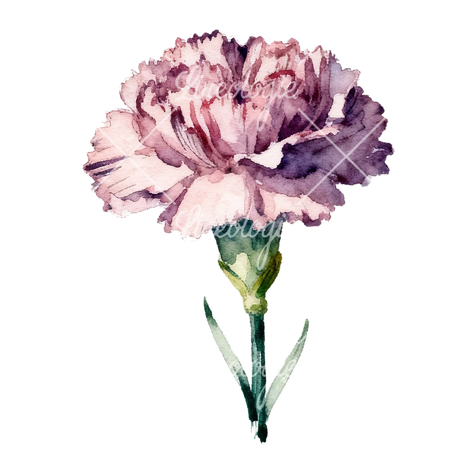 Watercolor carnation flower clipart 9 of 9 on a white background (JPG)