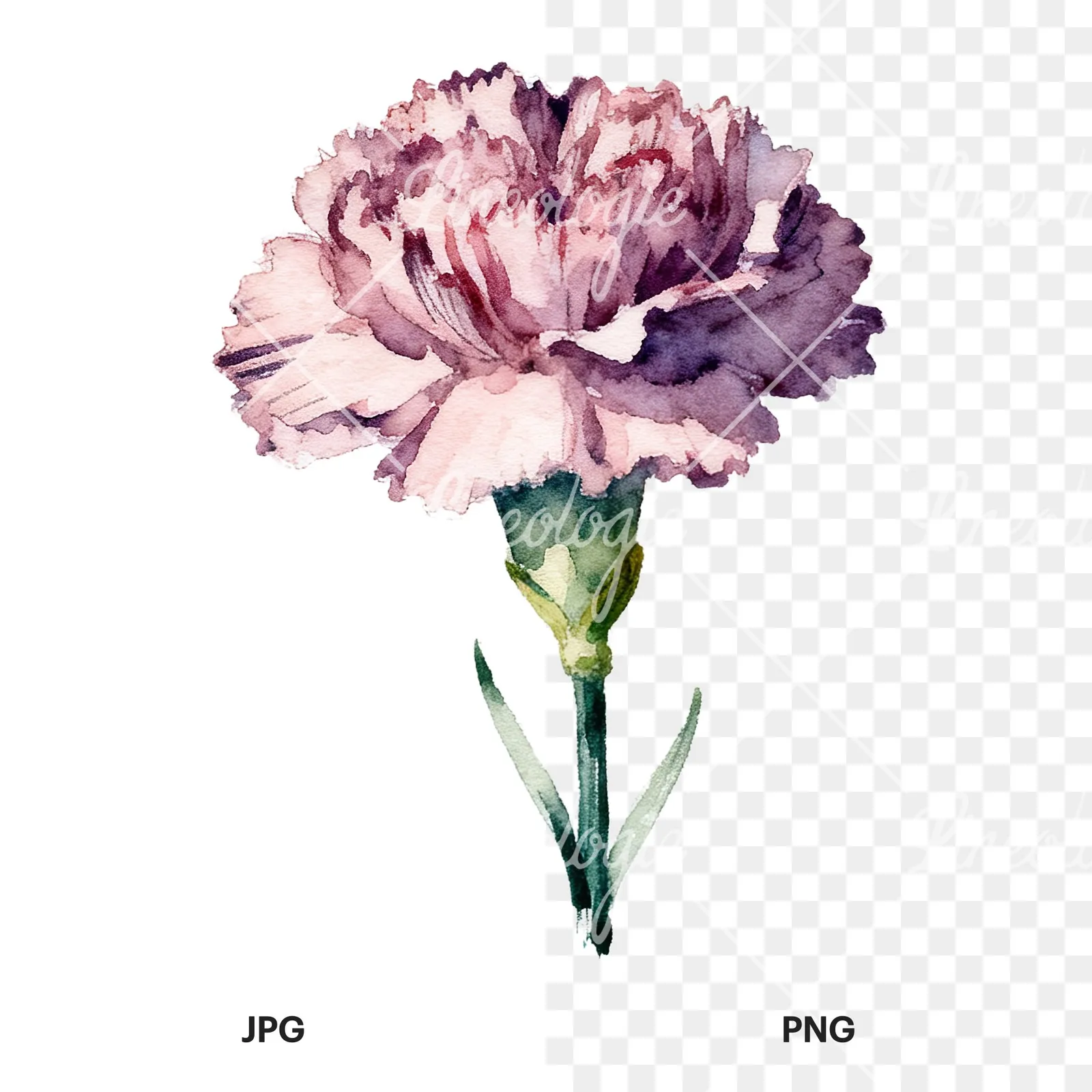 Watercolor carnation flower clipart 9 of 9, as a JPG on white and a transparent PNG
