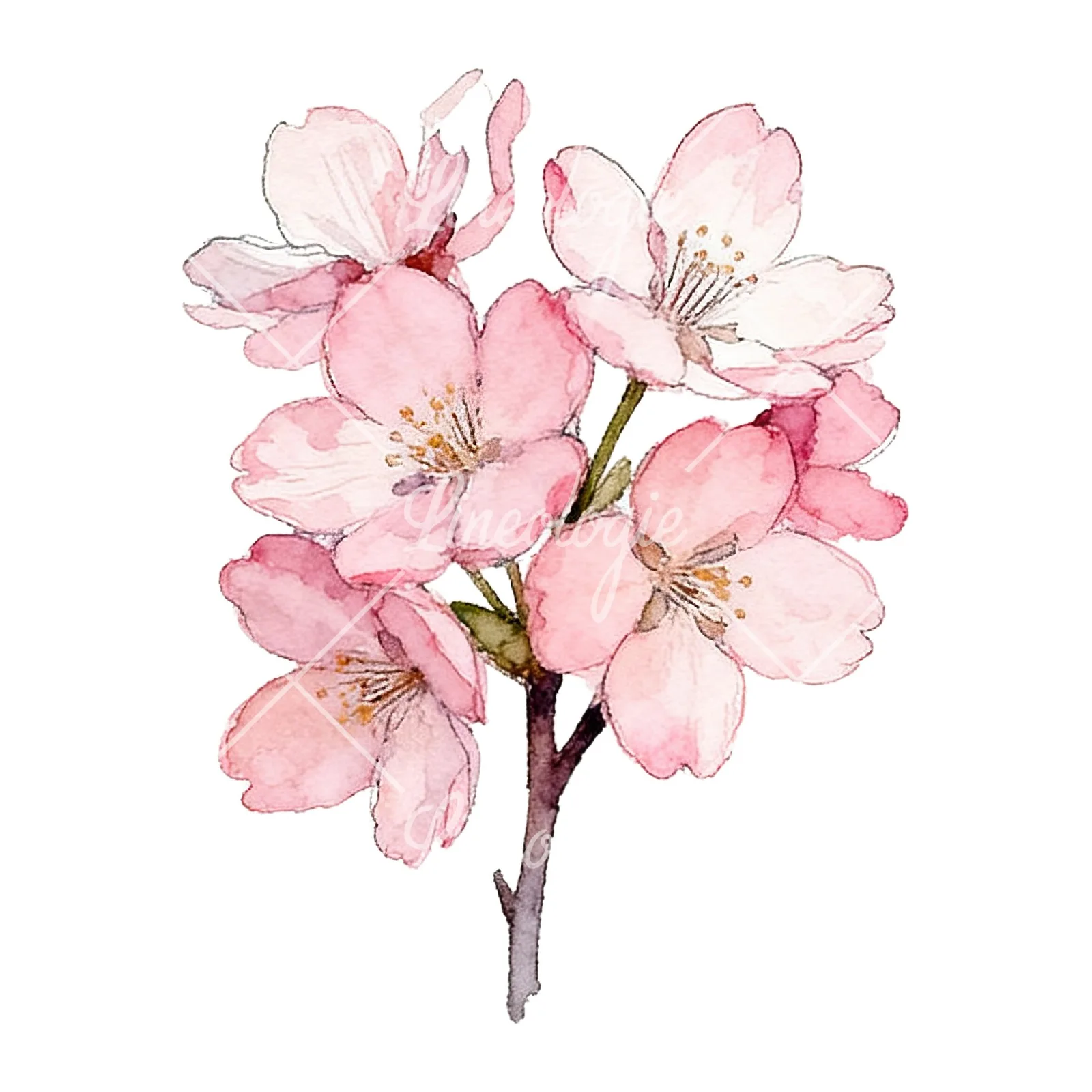 Watercolor pink cherry blossom bouquet clipart 2 of 9 on a white background (JPG)