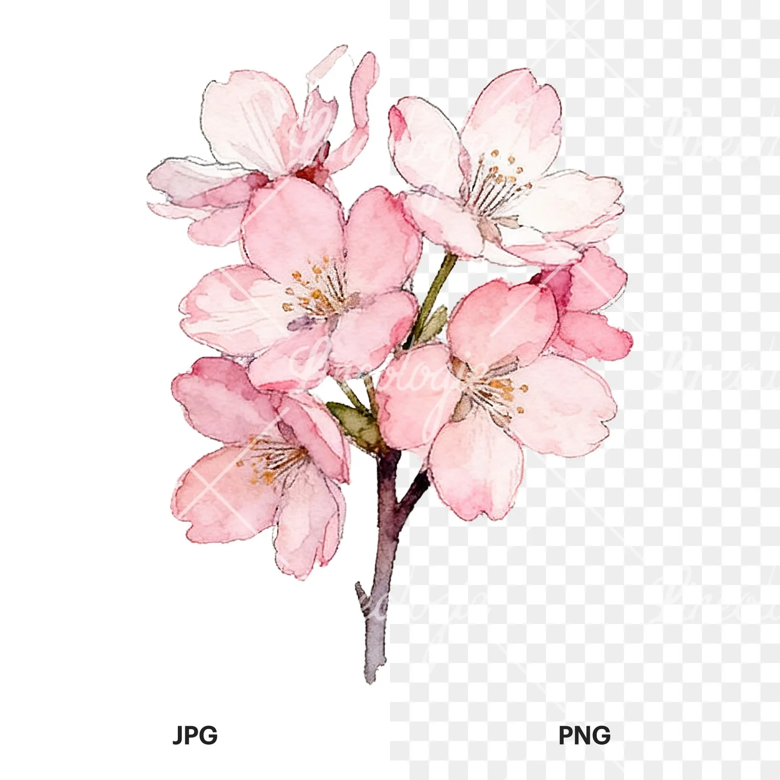 Watercolor pink cherry blossom bouquet clipart 2 of 9, as a JPG on white and a transparent PNG