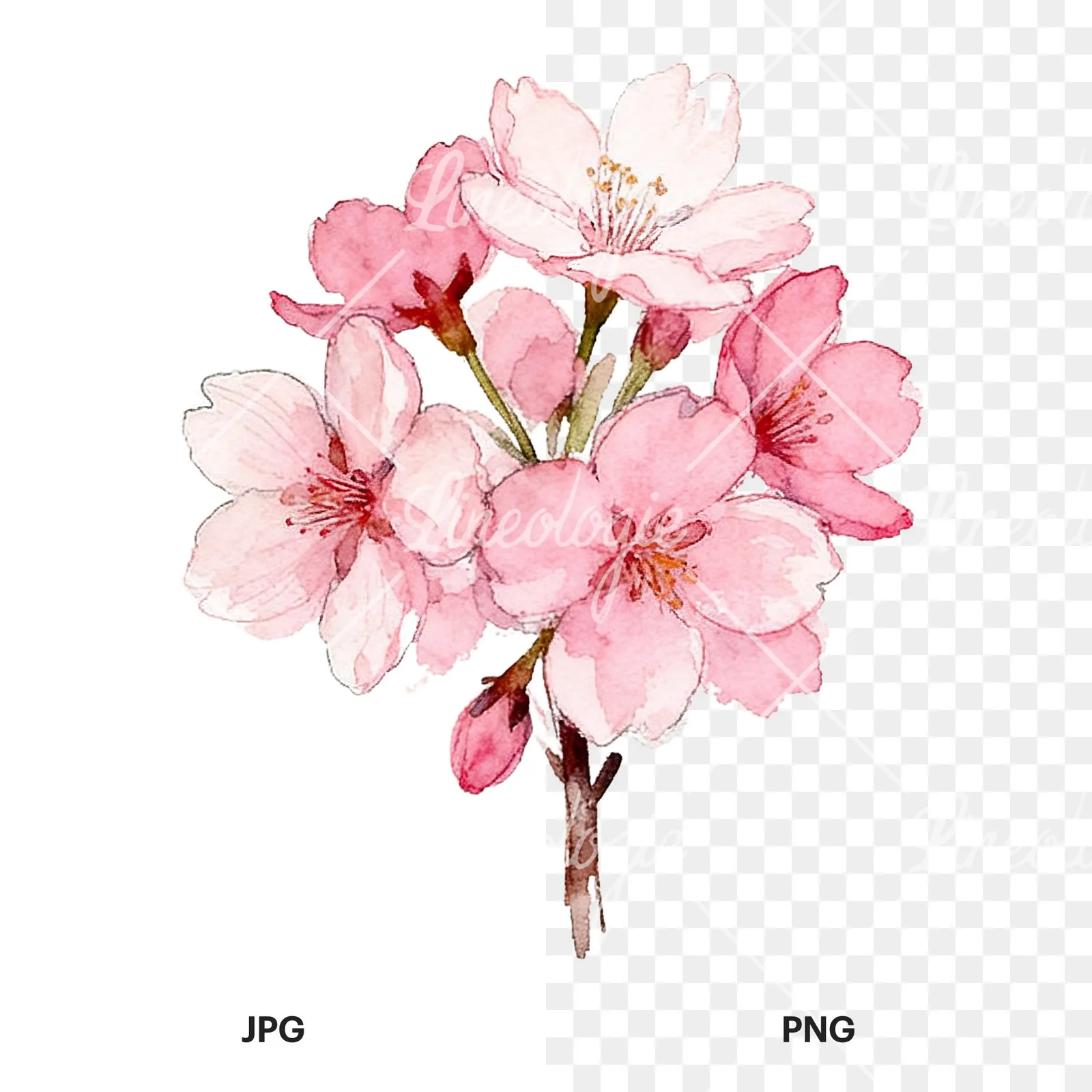 Watercolor pink cherry blossom bouquet clipart 3 of 9, as a JPG on white and a transparent PNG