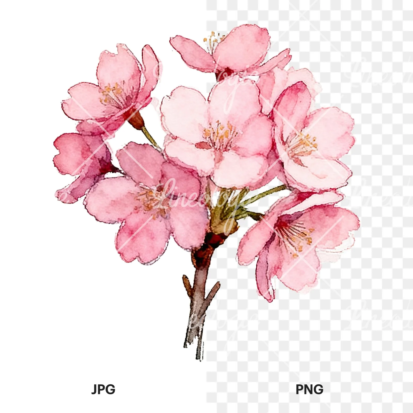 Watercolor pink cherry blossom bouquet clipart 7 of 9, as a JPG on white and a transparent PNG