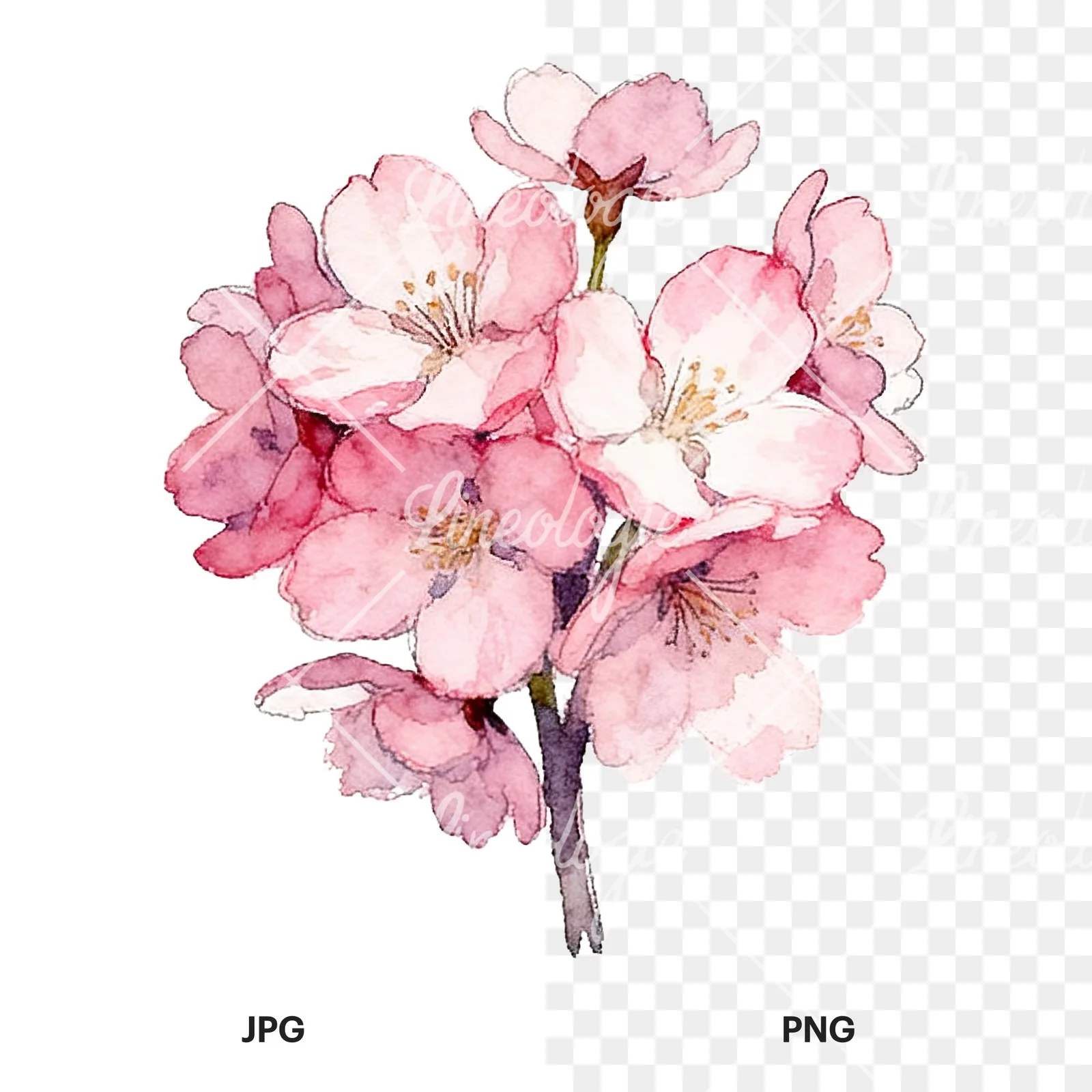 Watercolor pink cherry blossom bouquet clipart 8 of 9, as a JPG on white and a transparent PNG