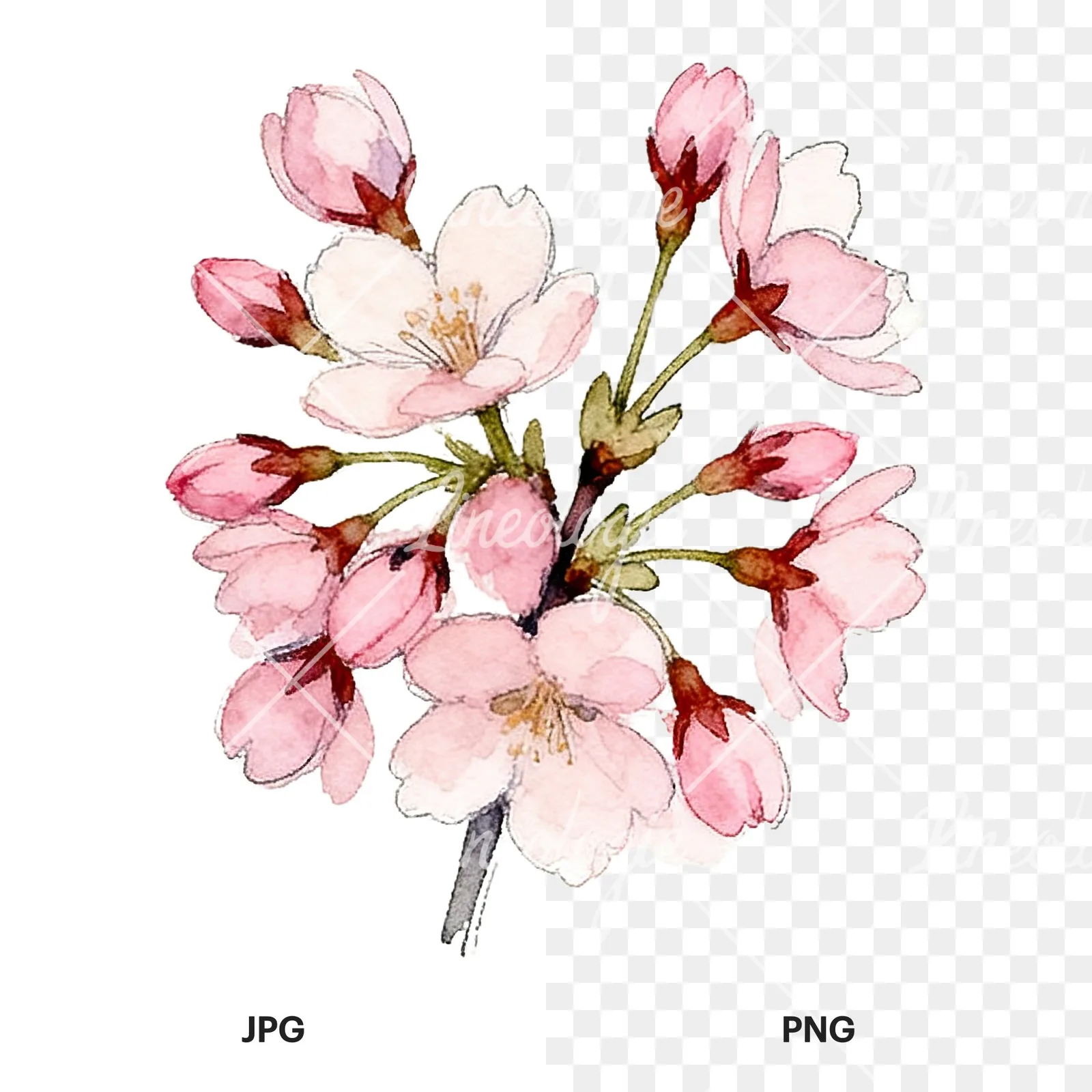 Watercolor pink cherry blossom bouquet clipart 9 of 9, as a JPG on white and a transparent PNG